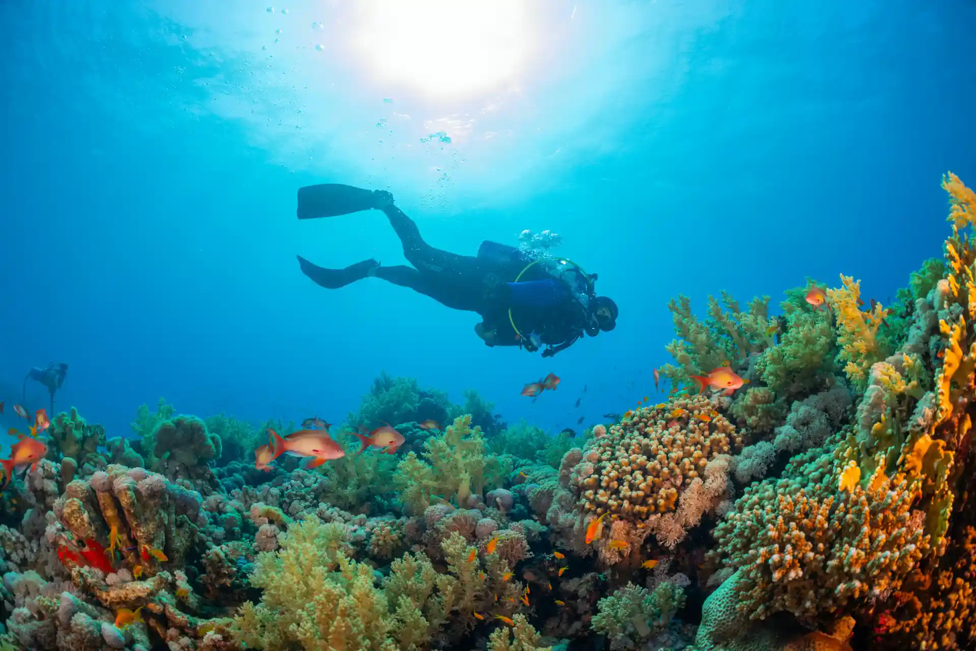 Scuba diver in reef.