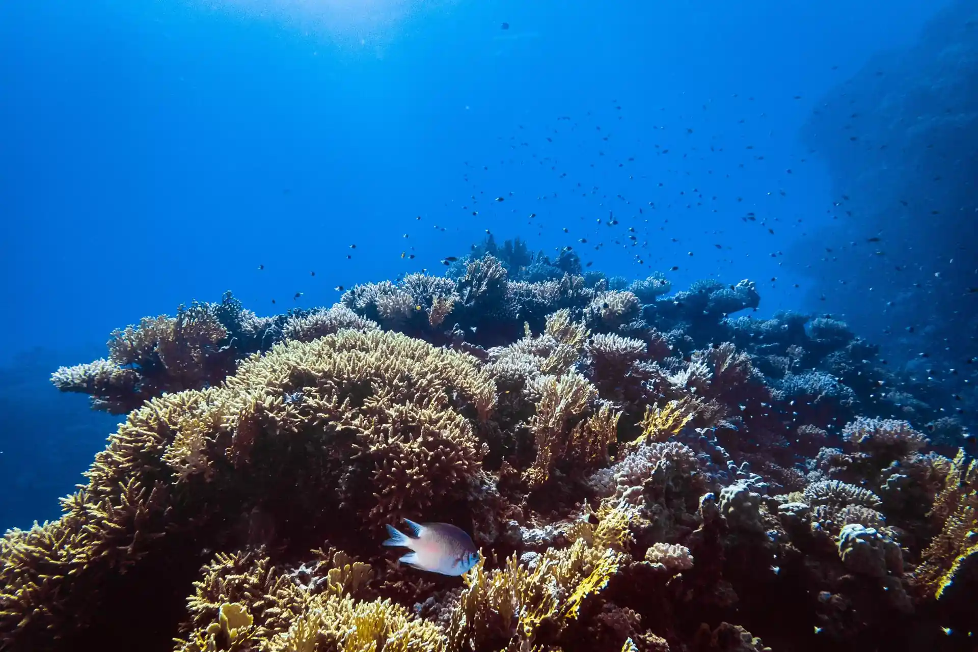 Dive site photo