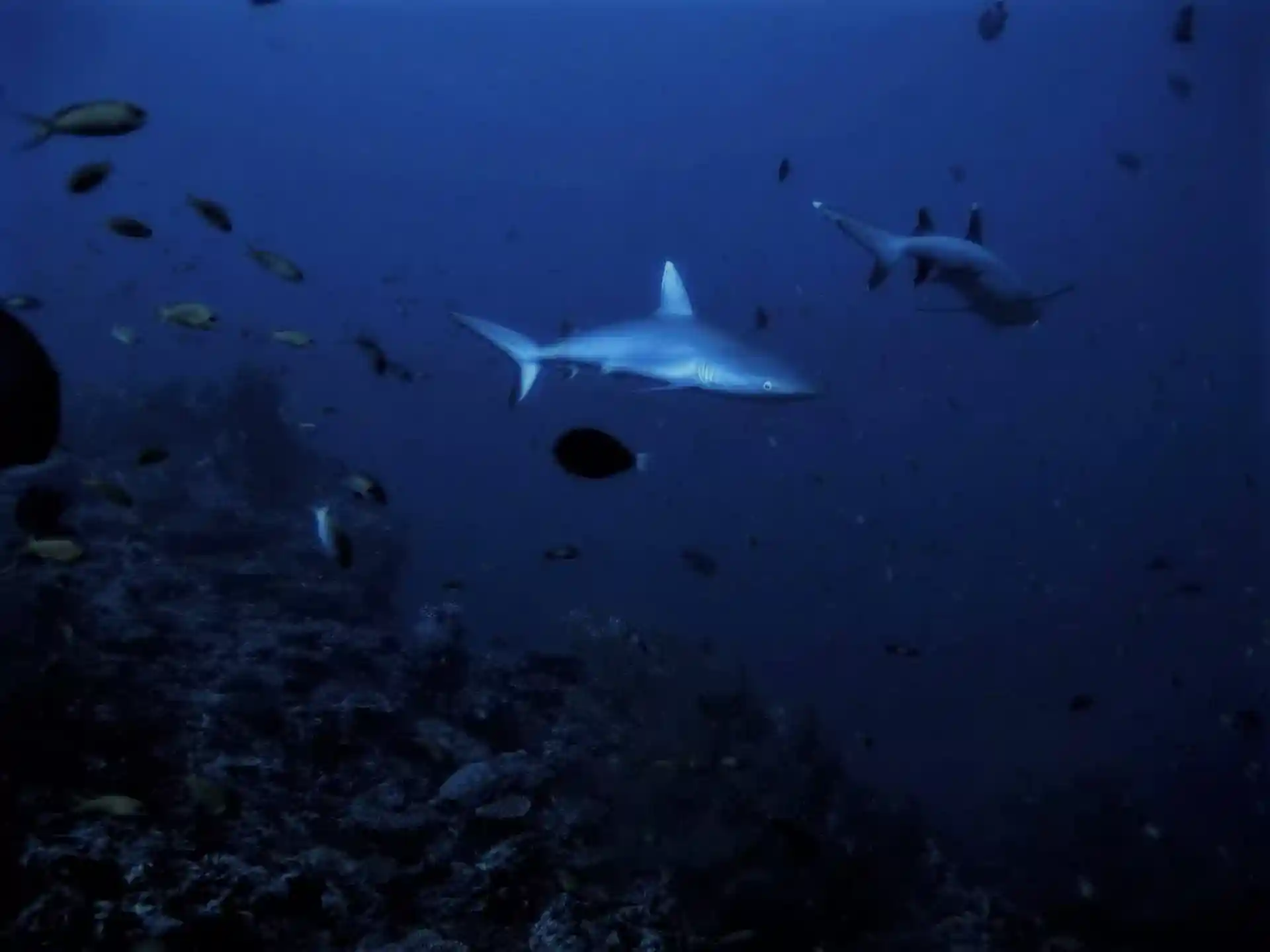 Dive with sharks on Liveaboard MV Emperor Atoll