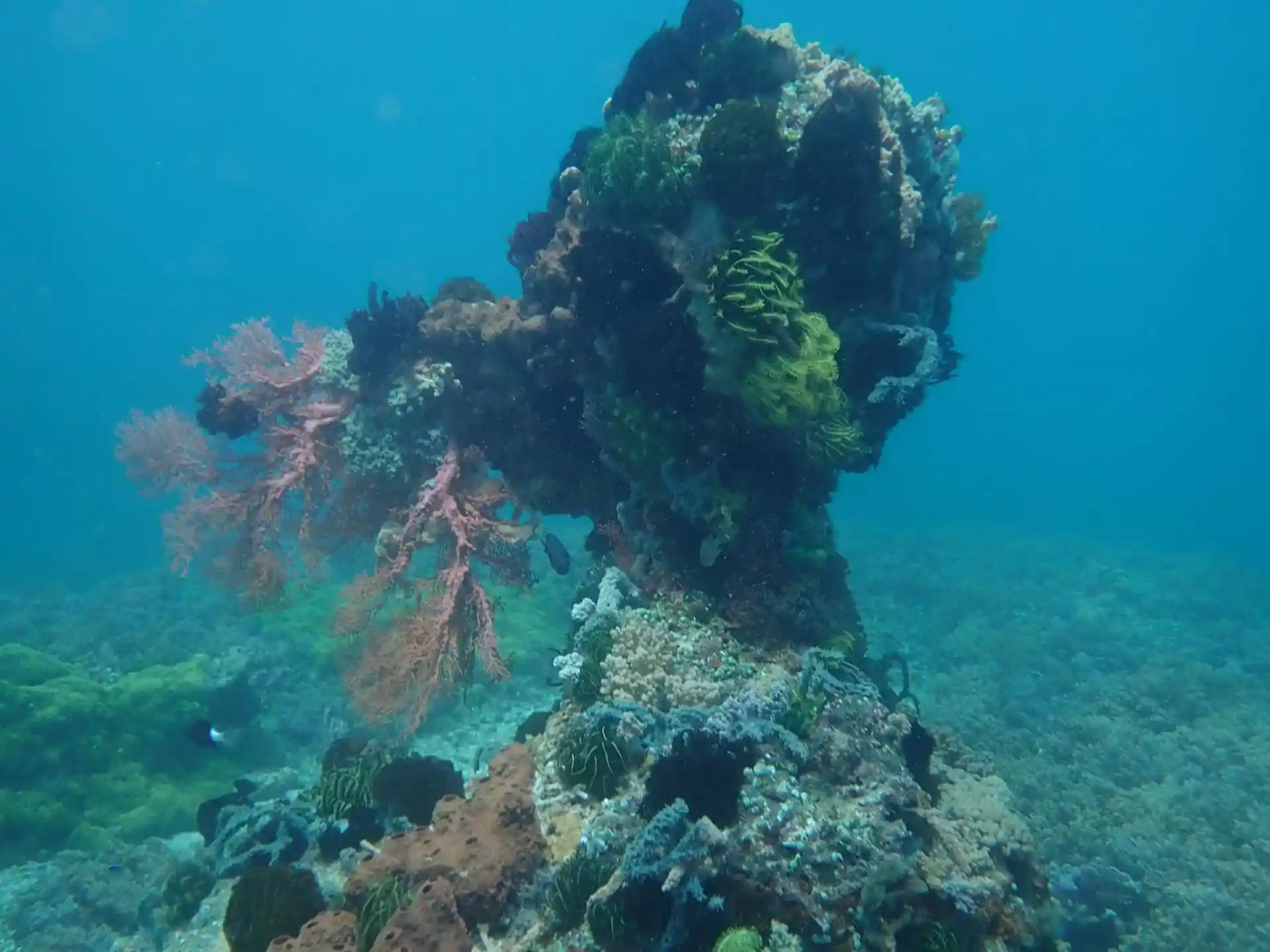 Dive site photo