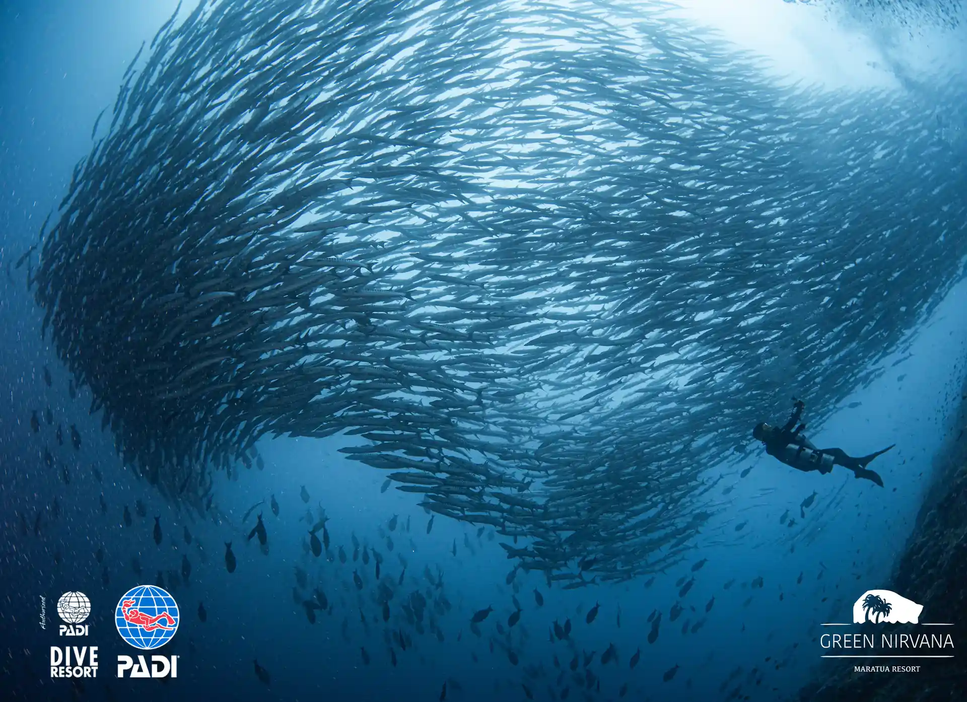Diving with Schooling Barracuda at Big Fish Country