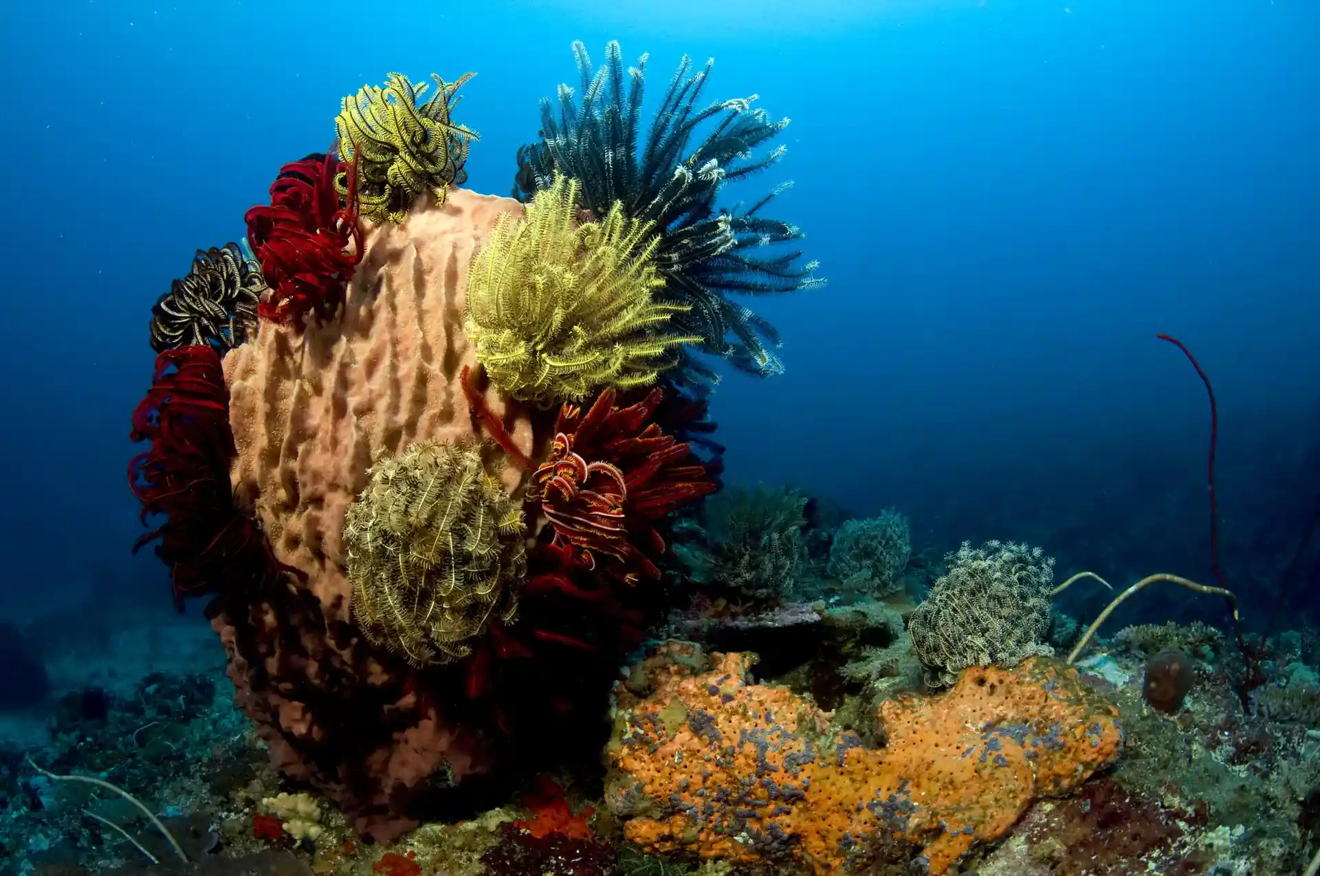 Dive site photo