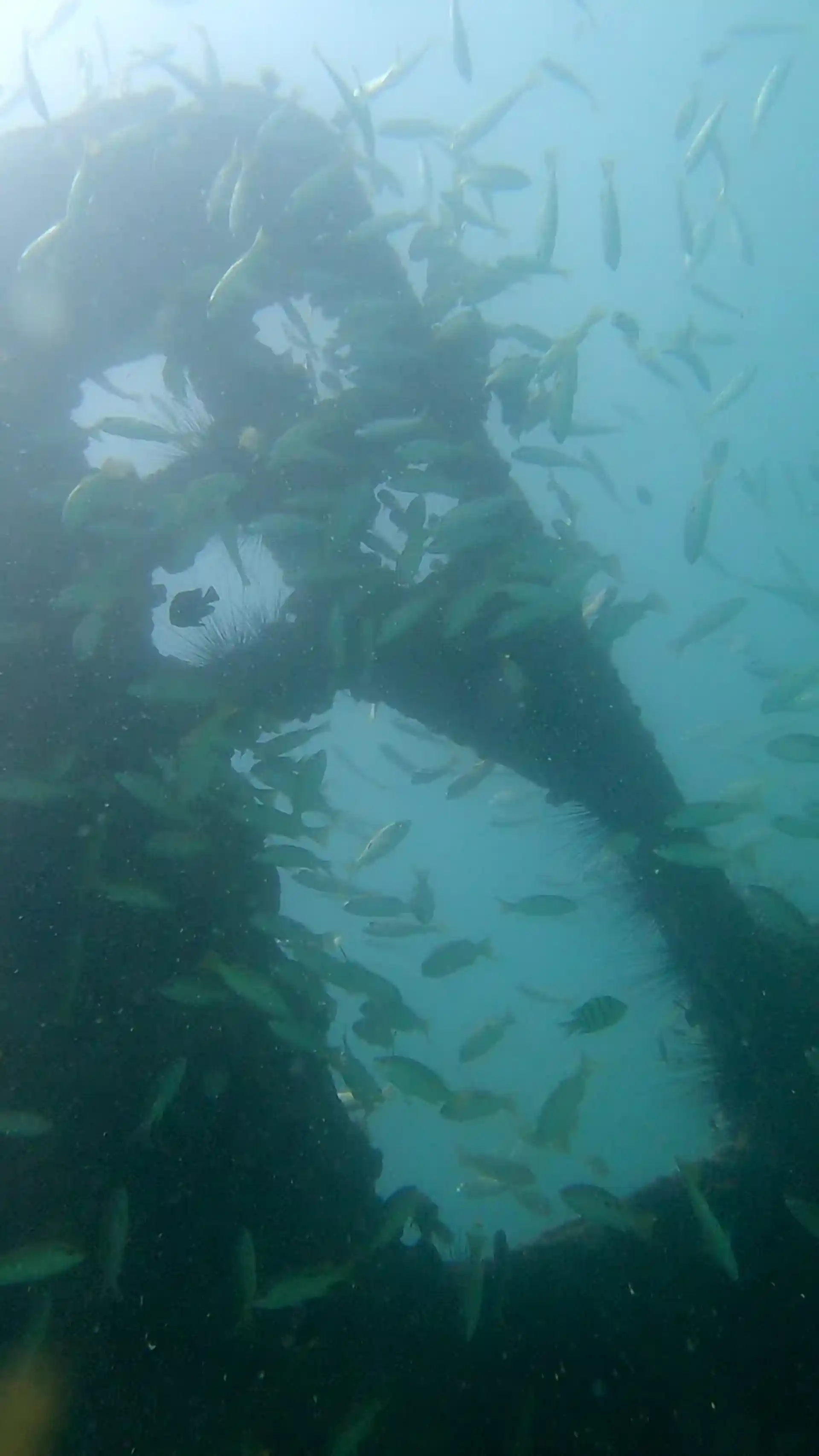 Dive site photo