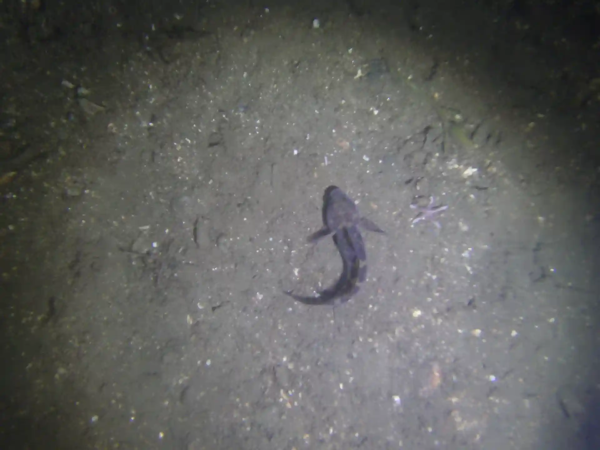 ダイビングサイトの写真