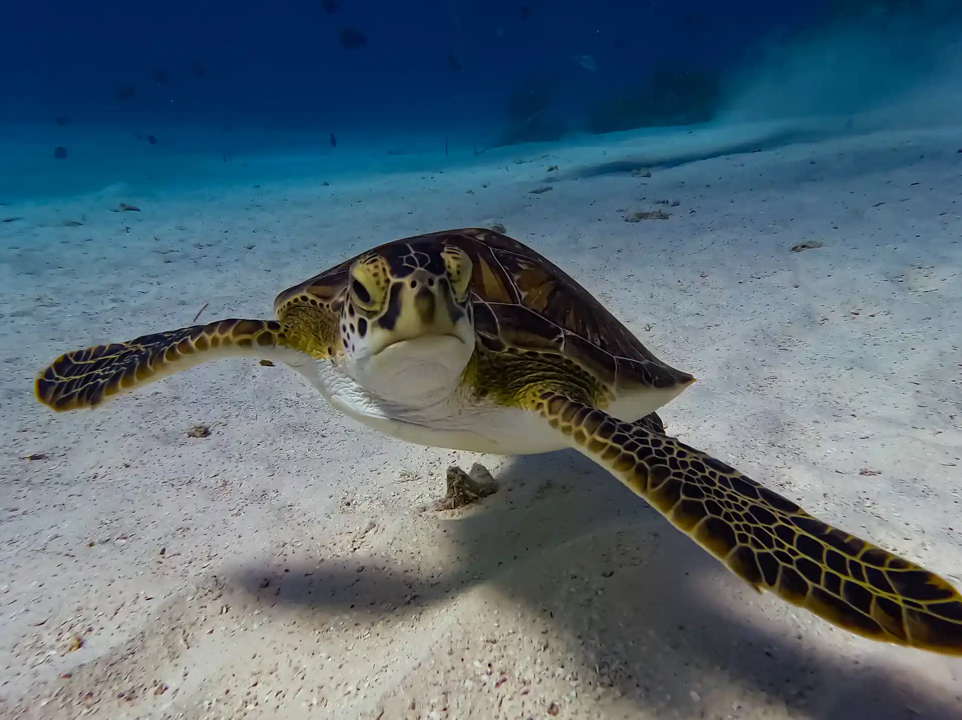 Discover the Depths of San Andrés: Your Underwater Adventure Awaits! Marine Life