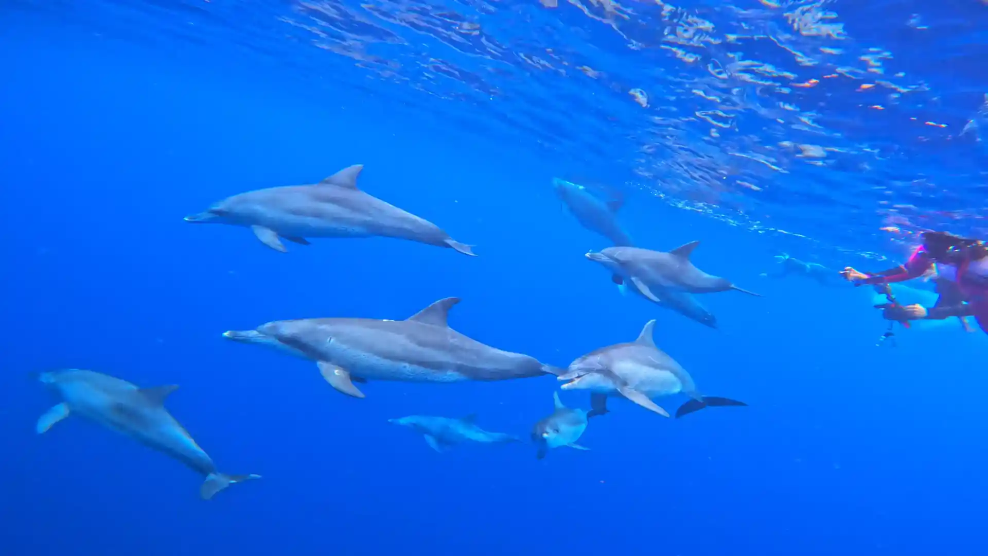 ボニンブルーでのドルフィンスイムは格別！