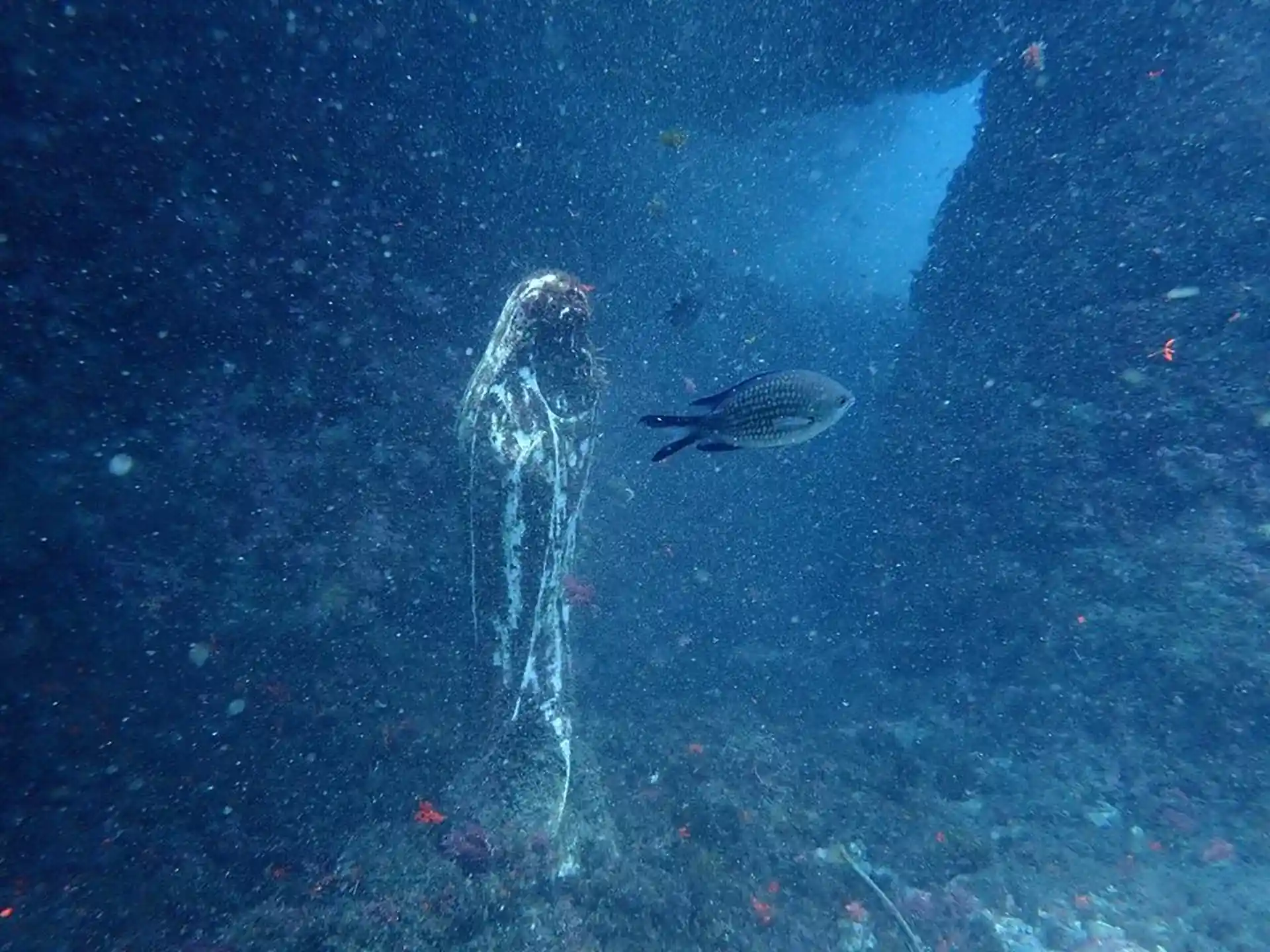 Dive site photo