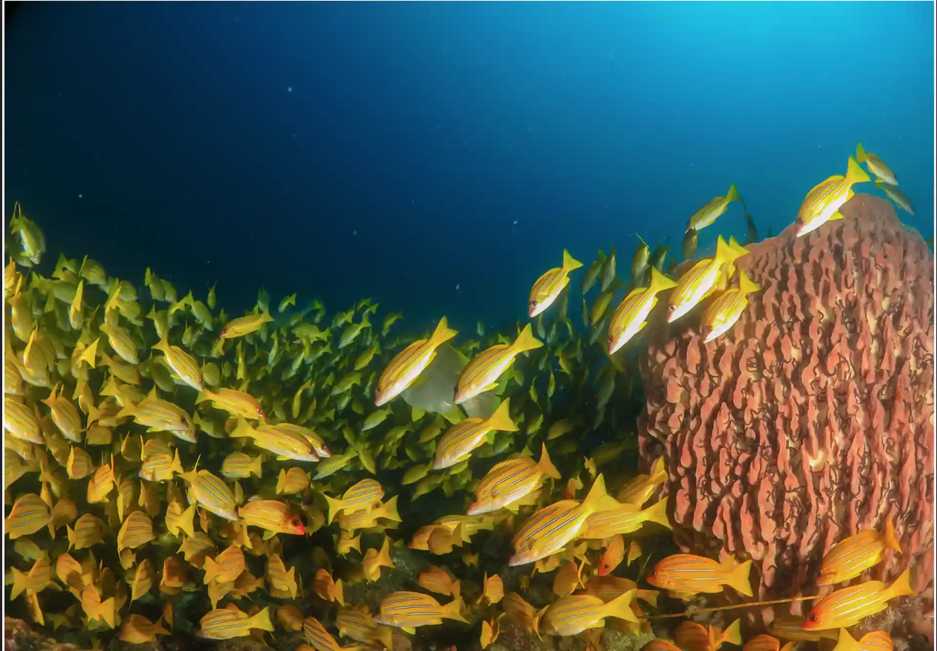 Photo du site de plongée