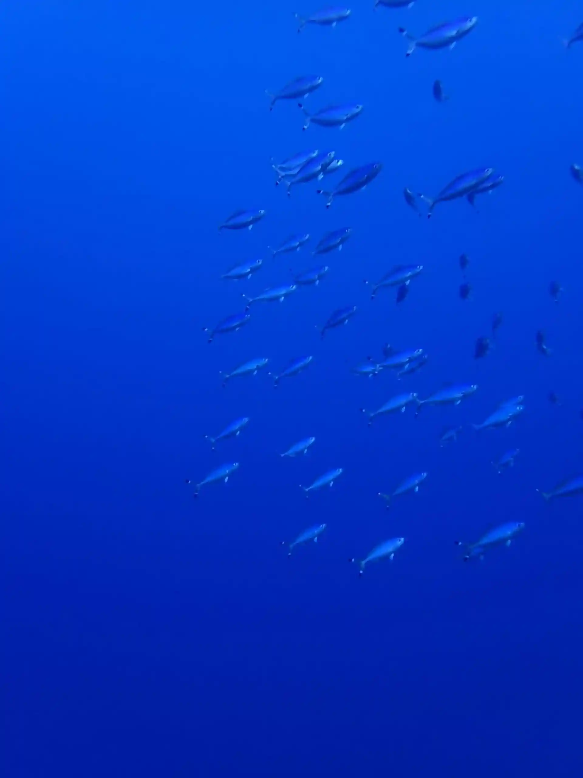 Dive site photo