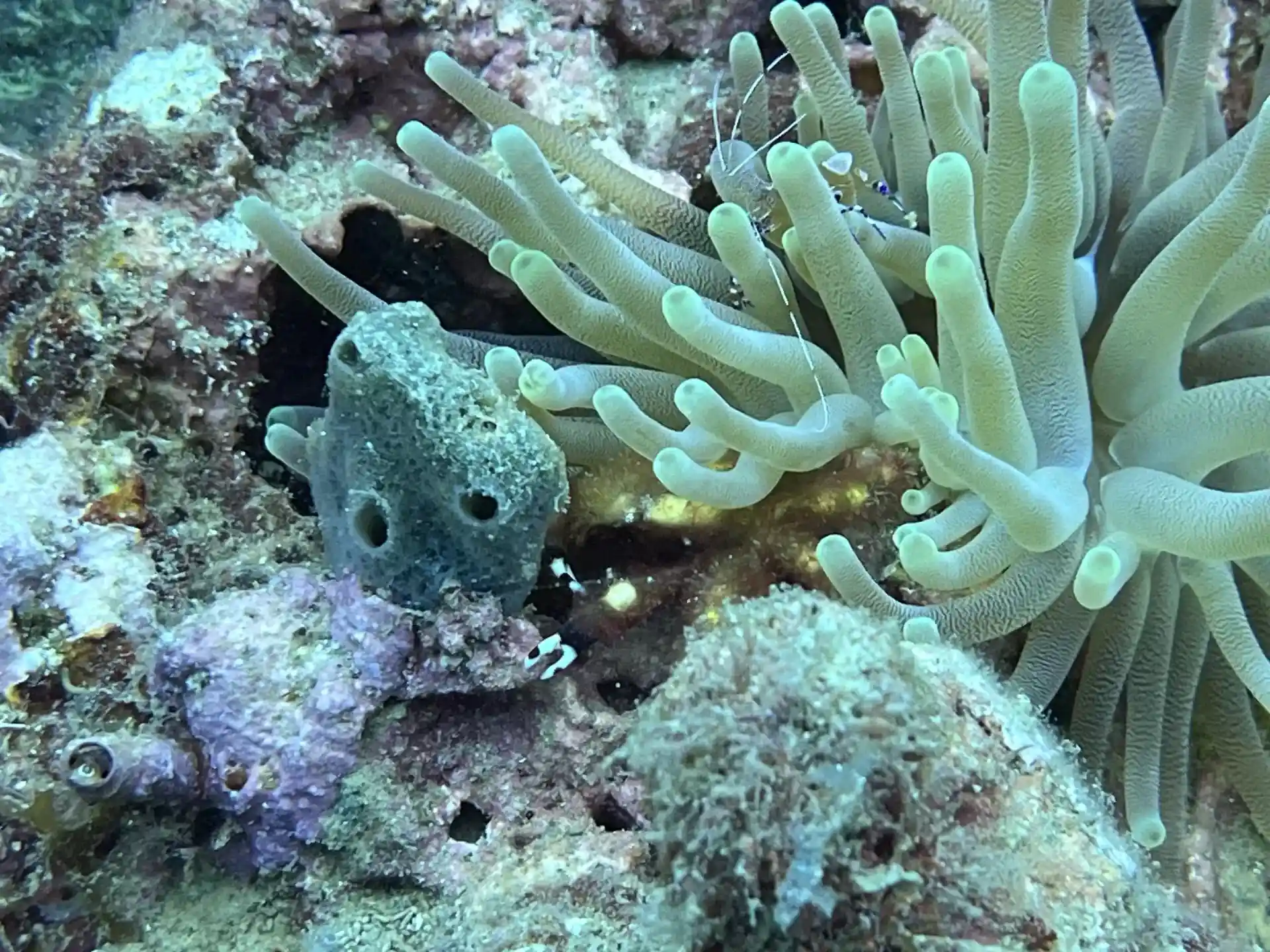 Dive site photo