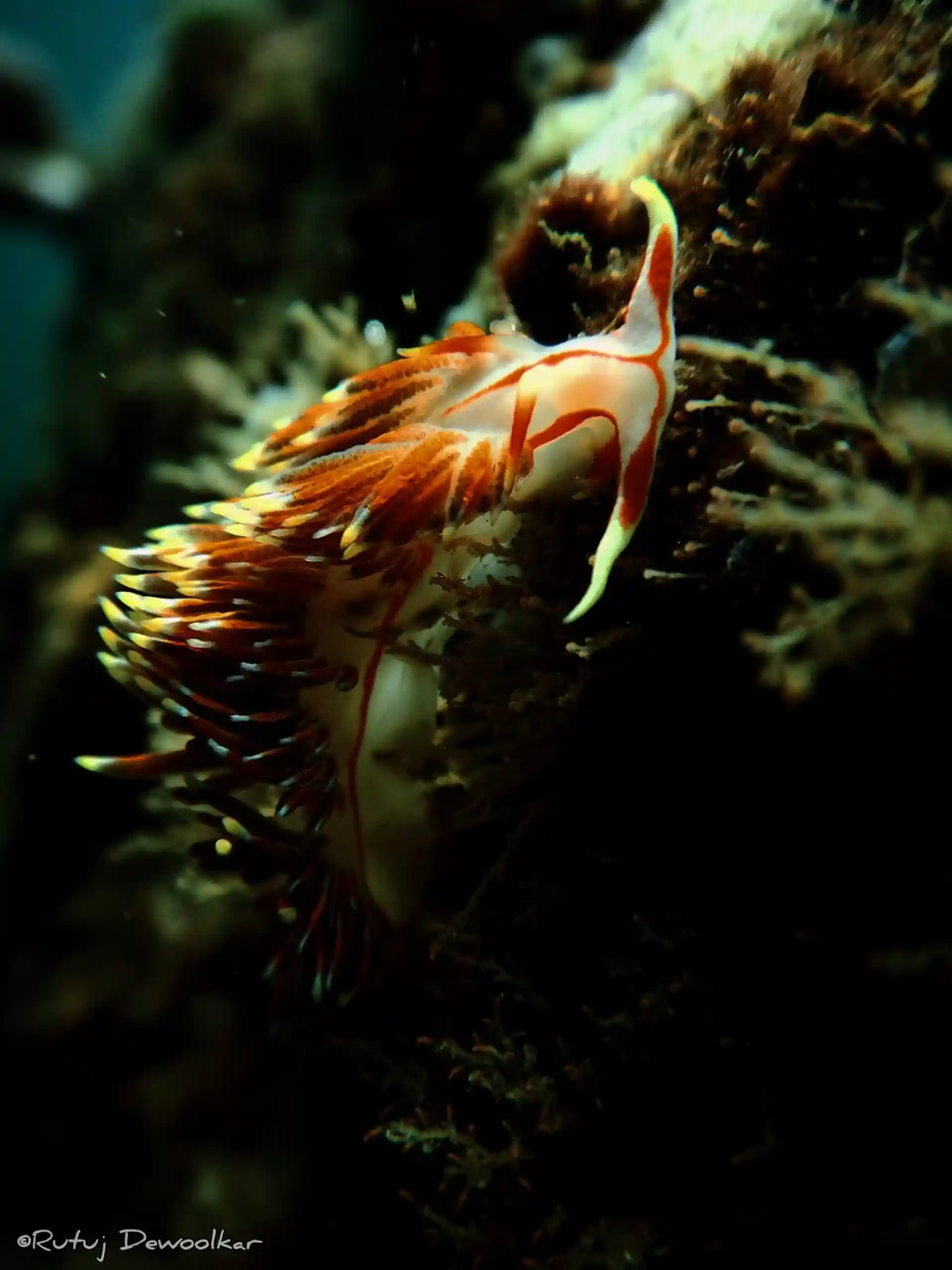 Dive site photo