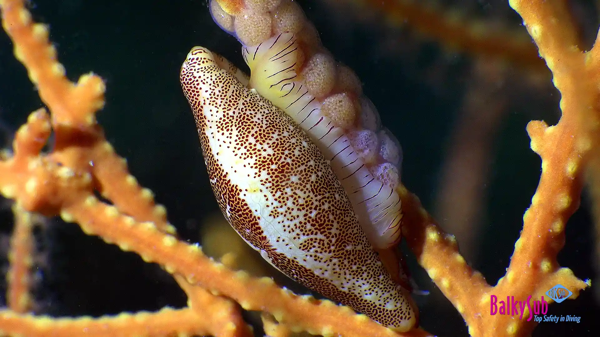 Immergiti nel tuo weekend con il nostro weekend Diveplan!