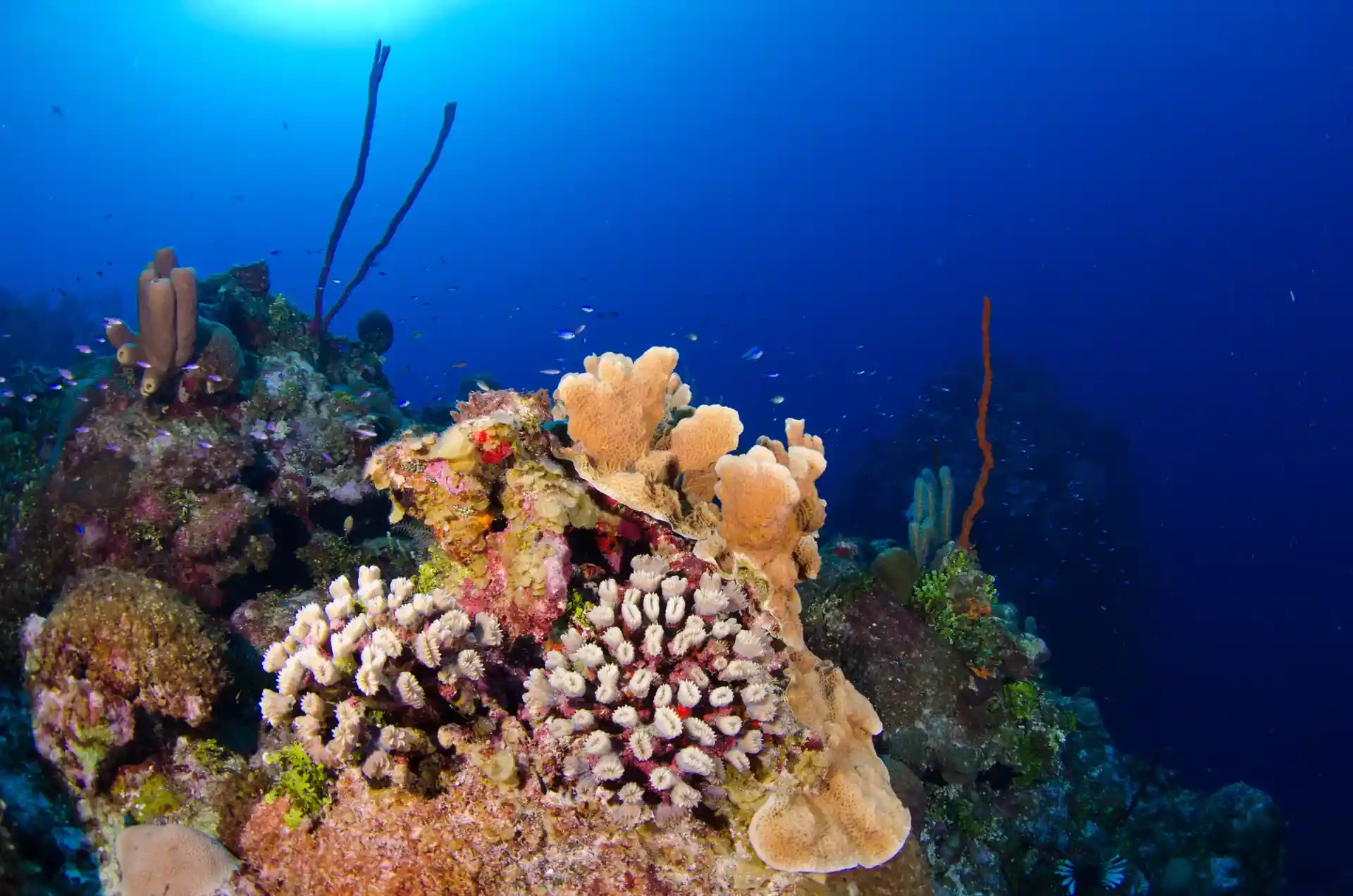 Dive site photo