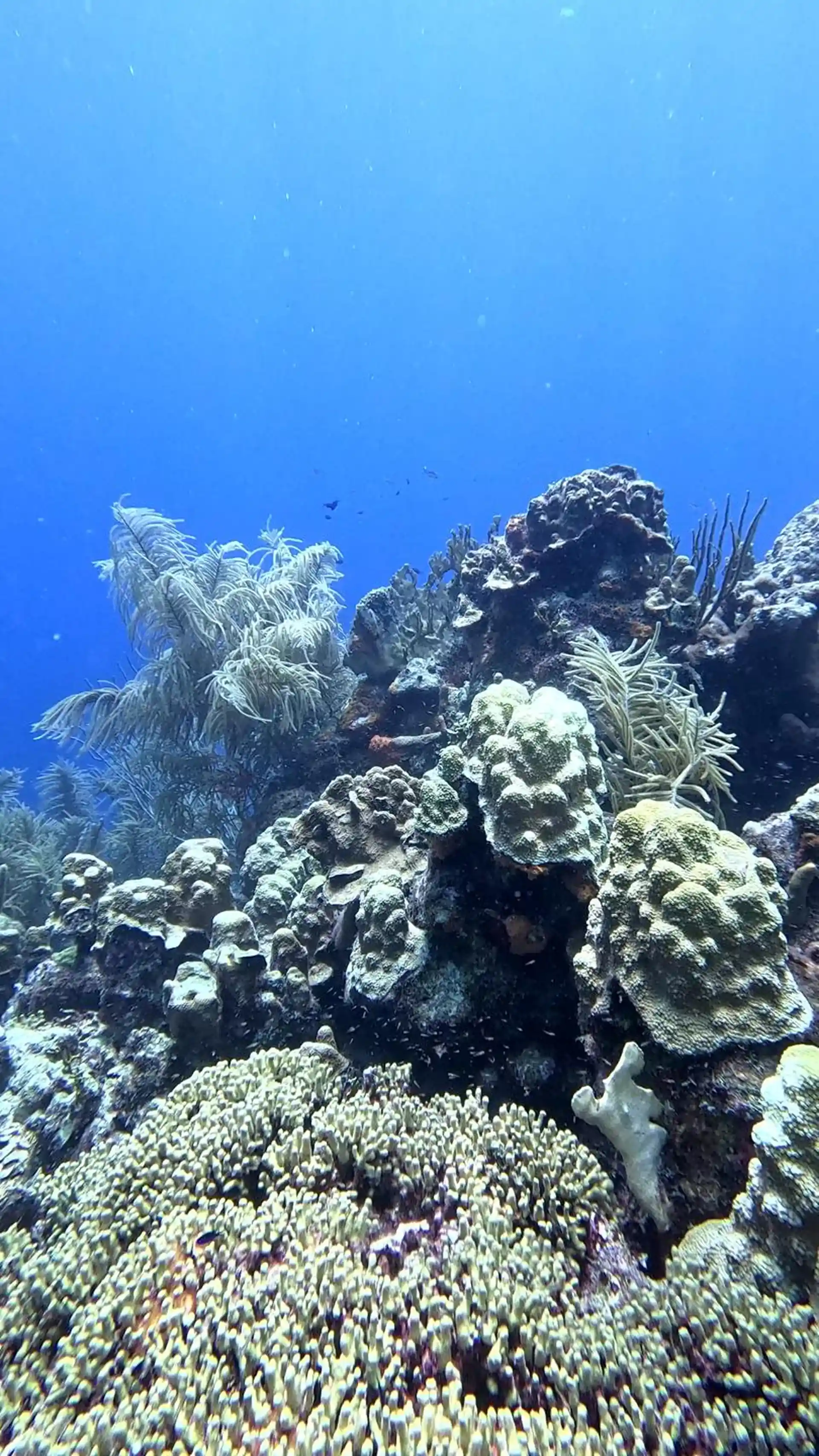 Foto van de duiklocatie