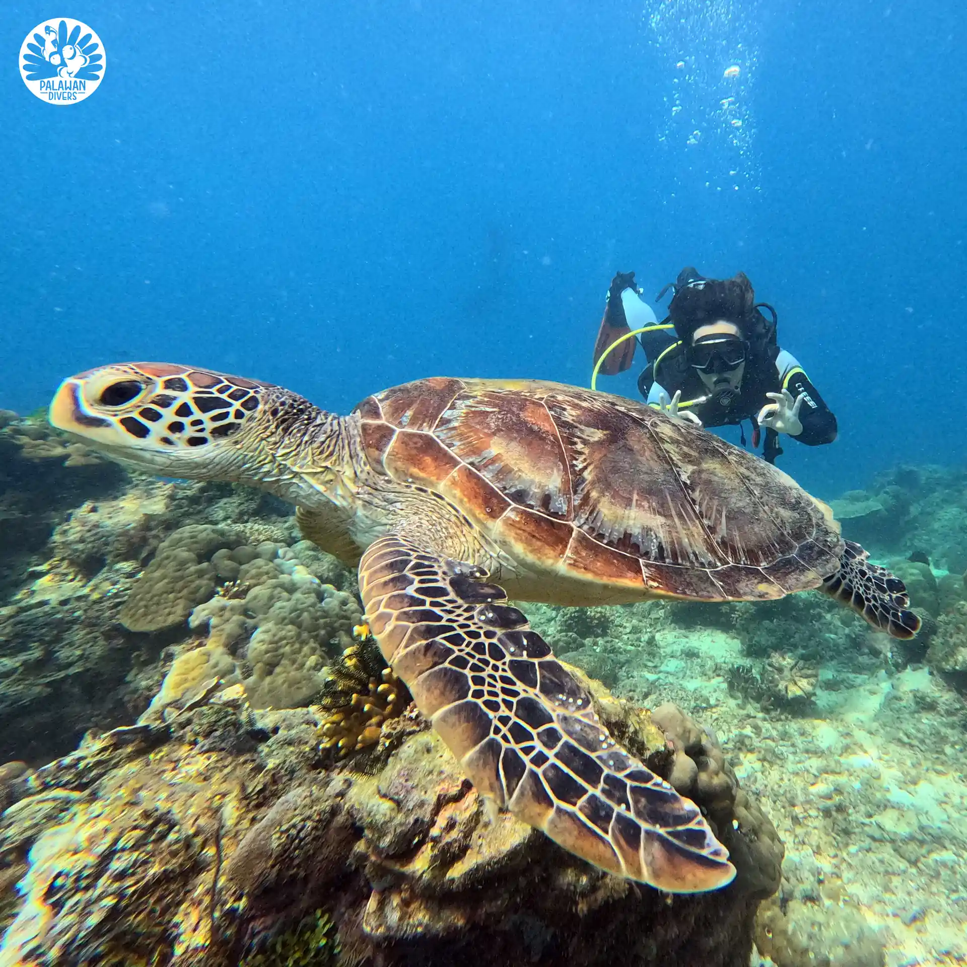 Turtle Encounter - El Nido - Palawan