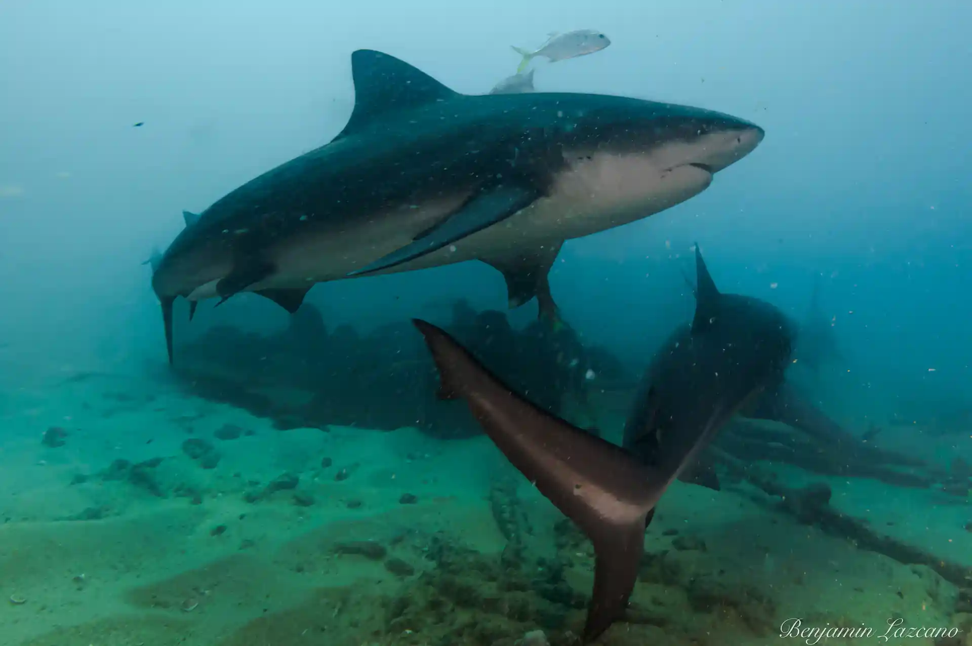 Attraversamento di squali toro a Cabo Pulmo