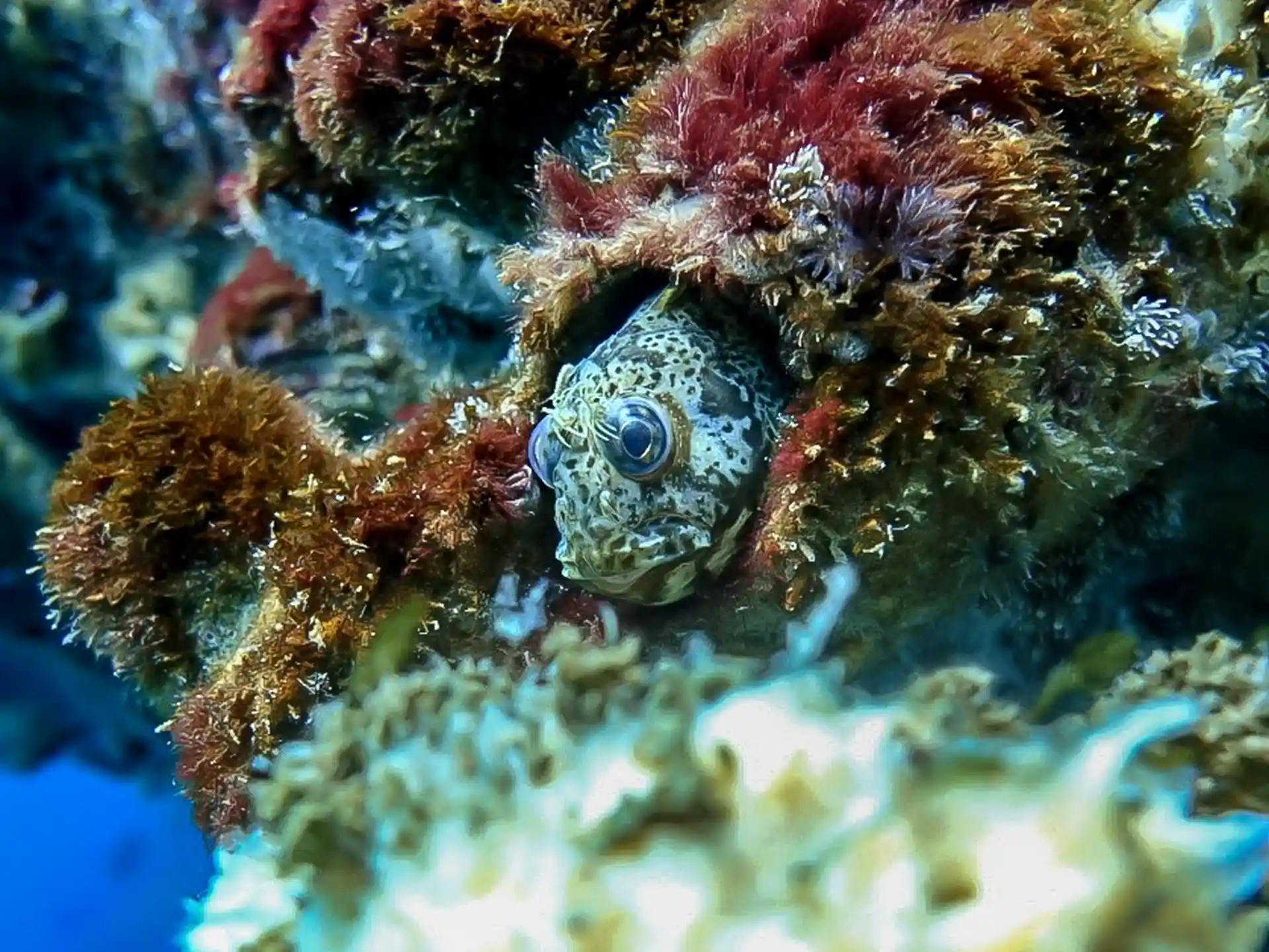 Dive site photo
