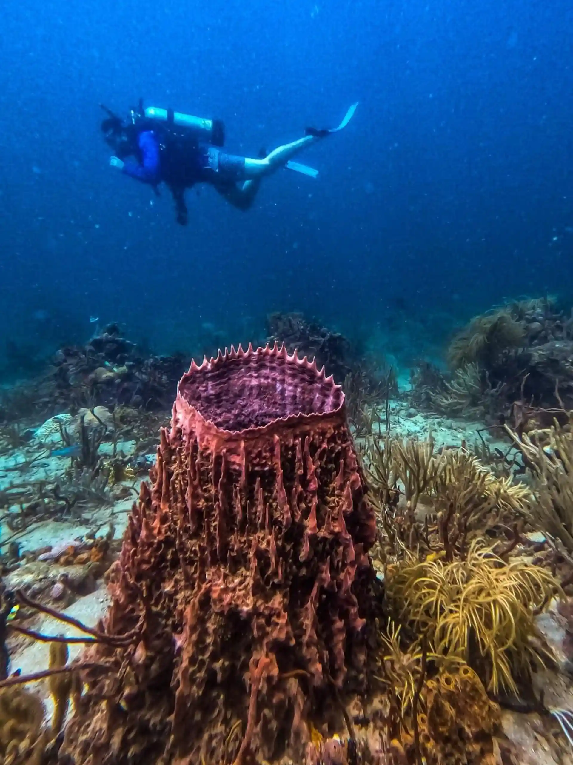 Dive site photo