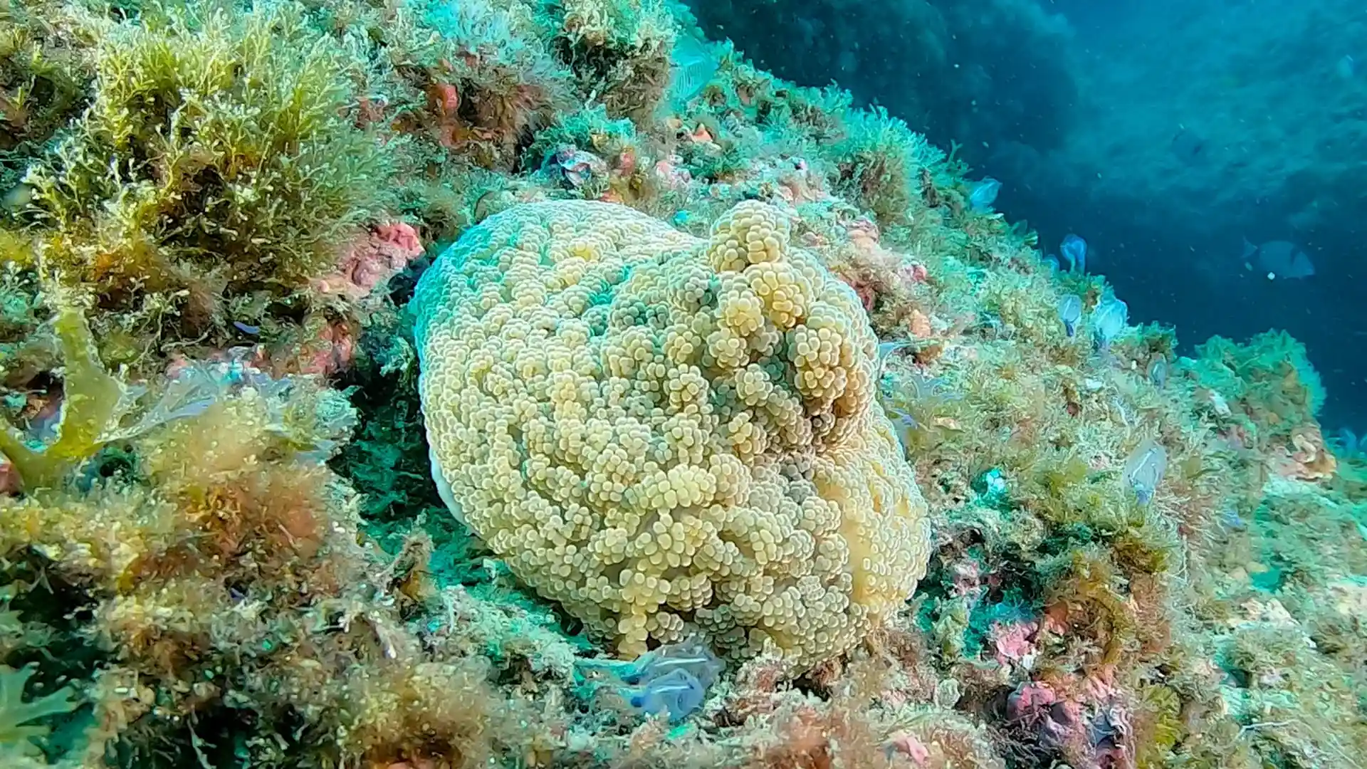 Foto del sitio de buceo