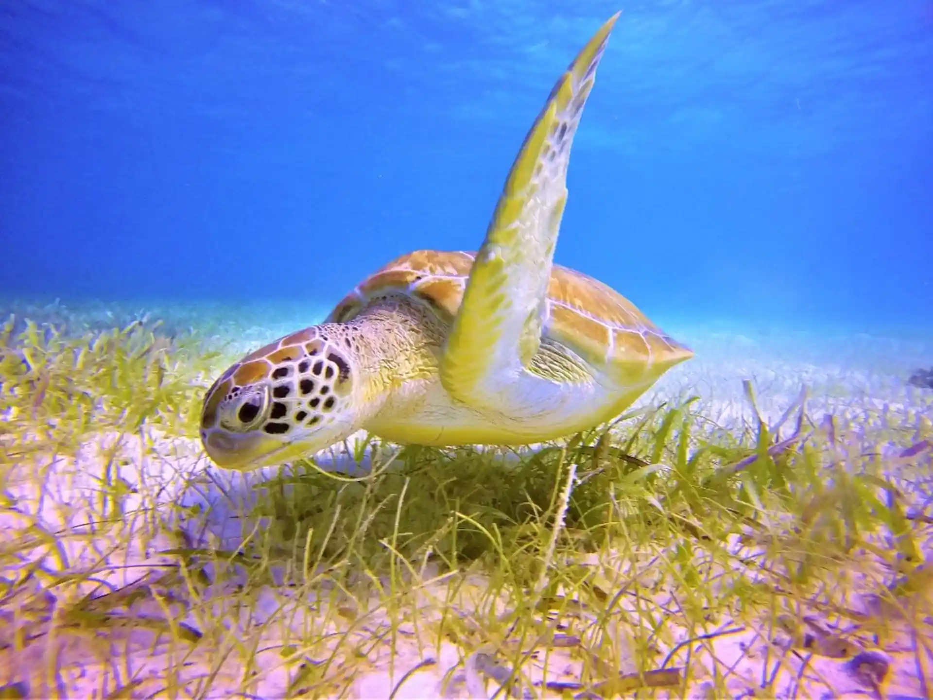 Dive shop photo
