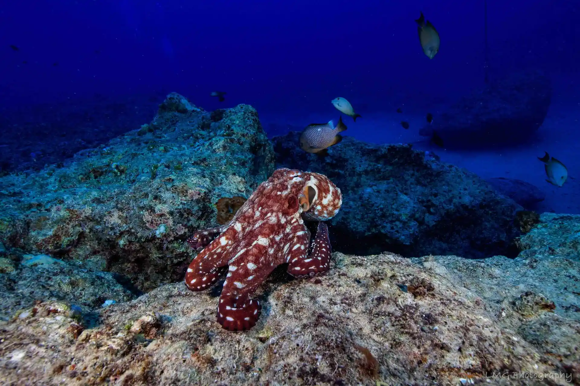 Dive site photo