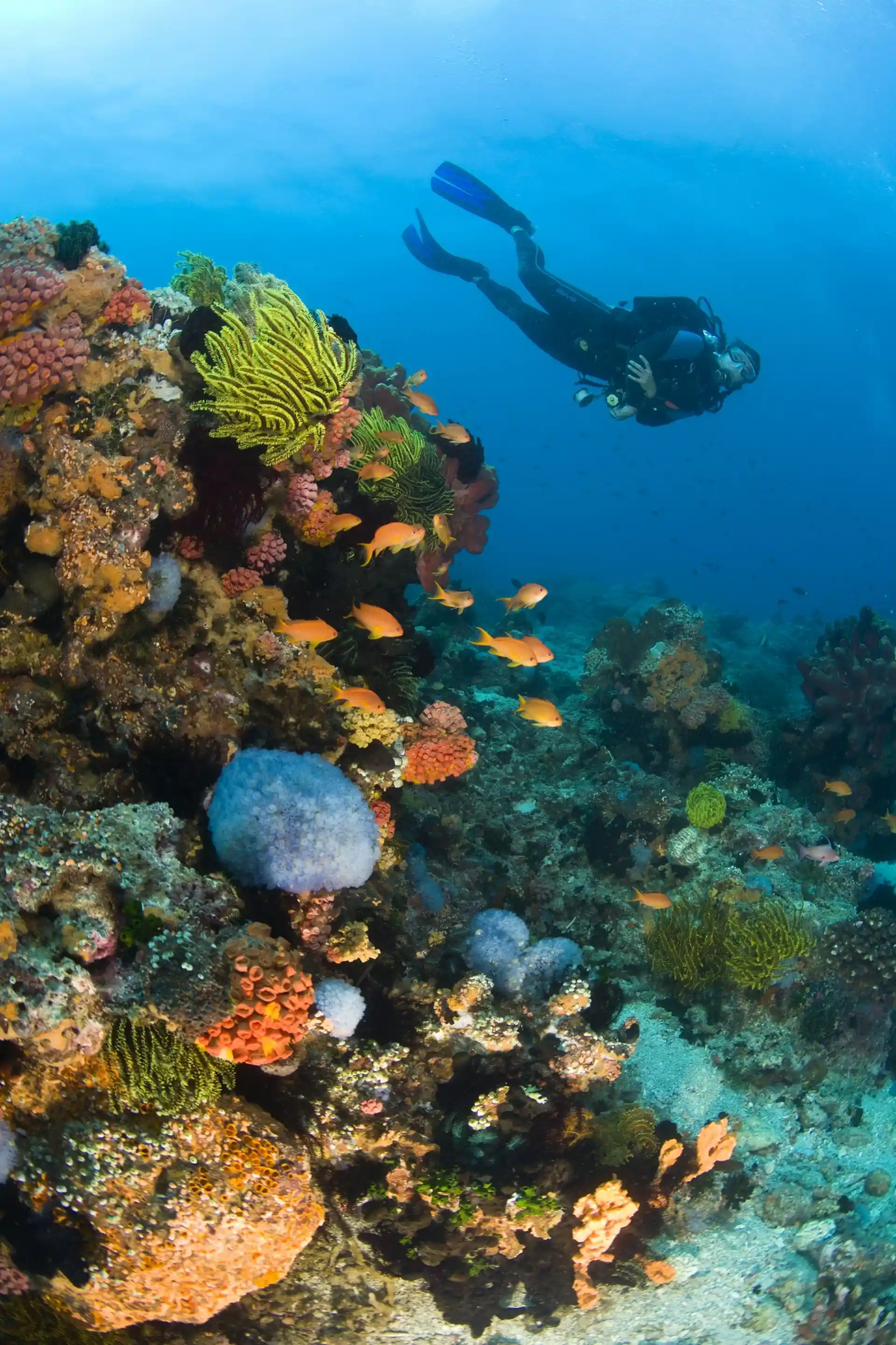 Unforgettable underwater world Liveaboard PY Atlantis Azores