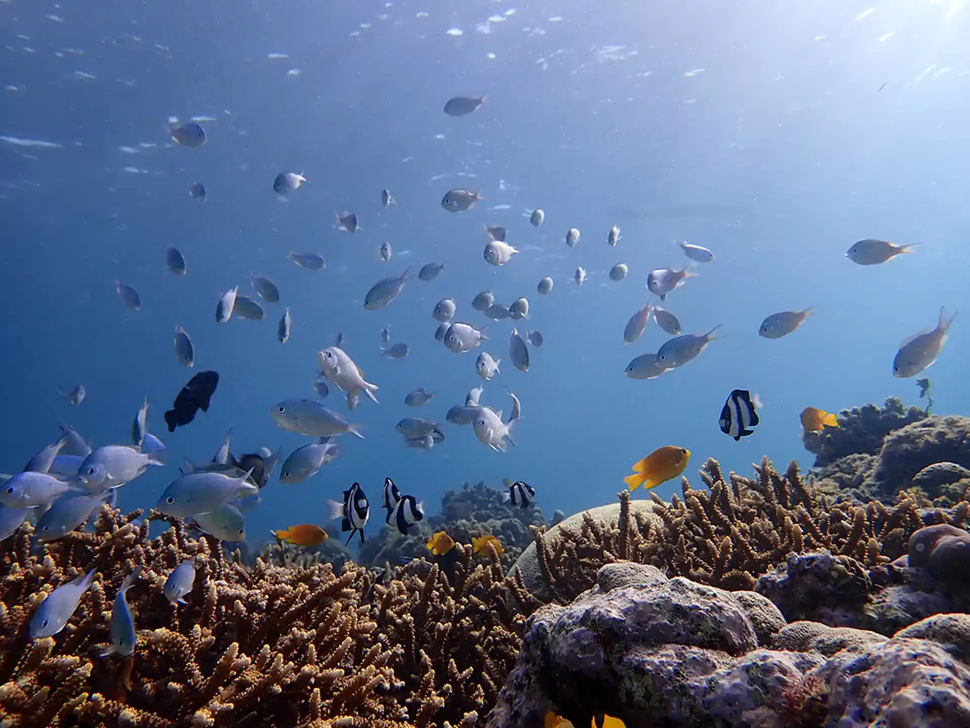 Dive site photo