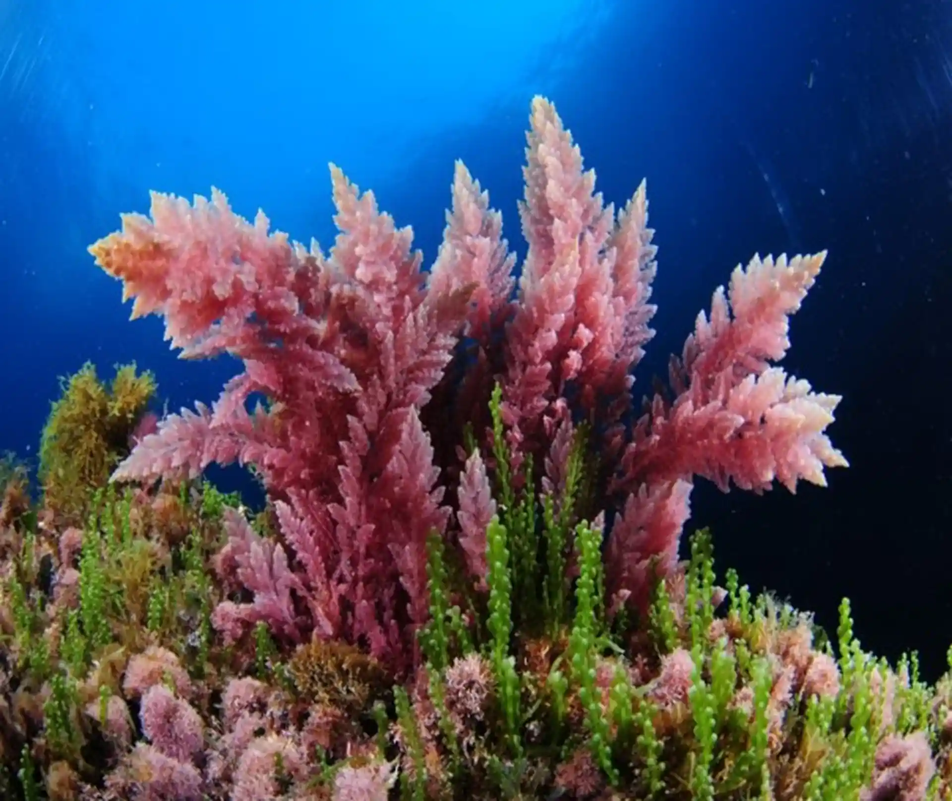 Foto del sitio de buceo