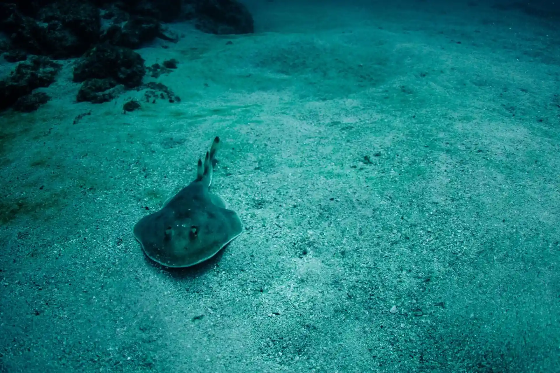 ダイビングサイトの写真