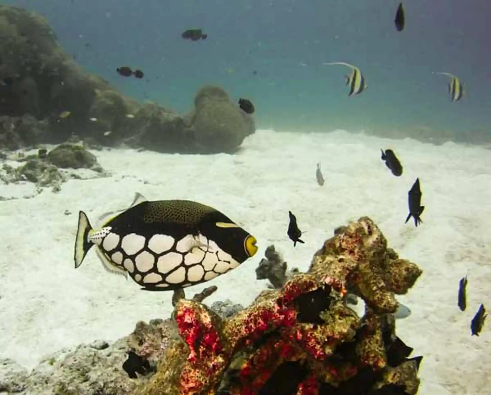 ダイビングサイトの写真