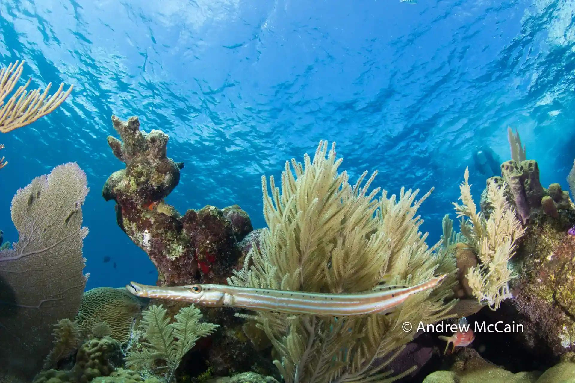 Foto del sitio de buceo