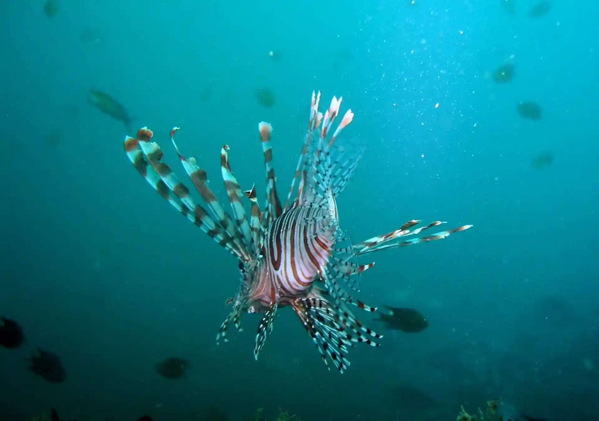 ダイビングサイトの写真