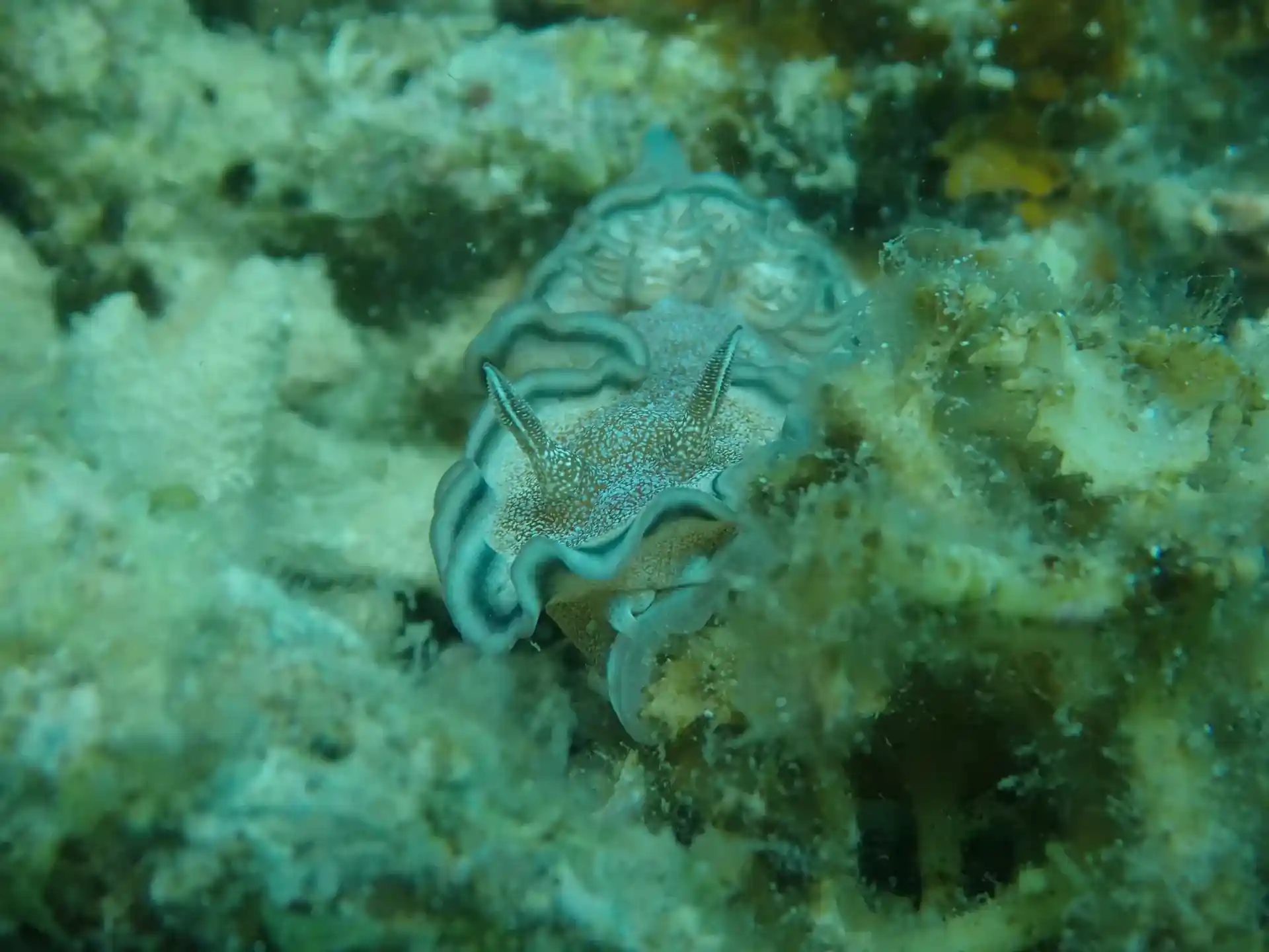 ダイビングサイトの写真