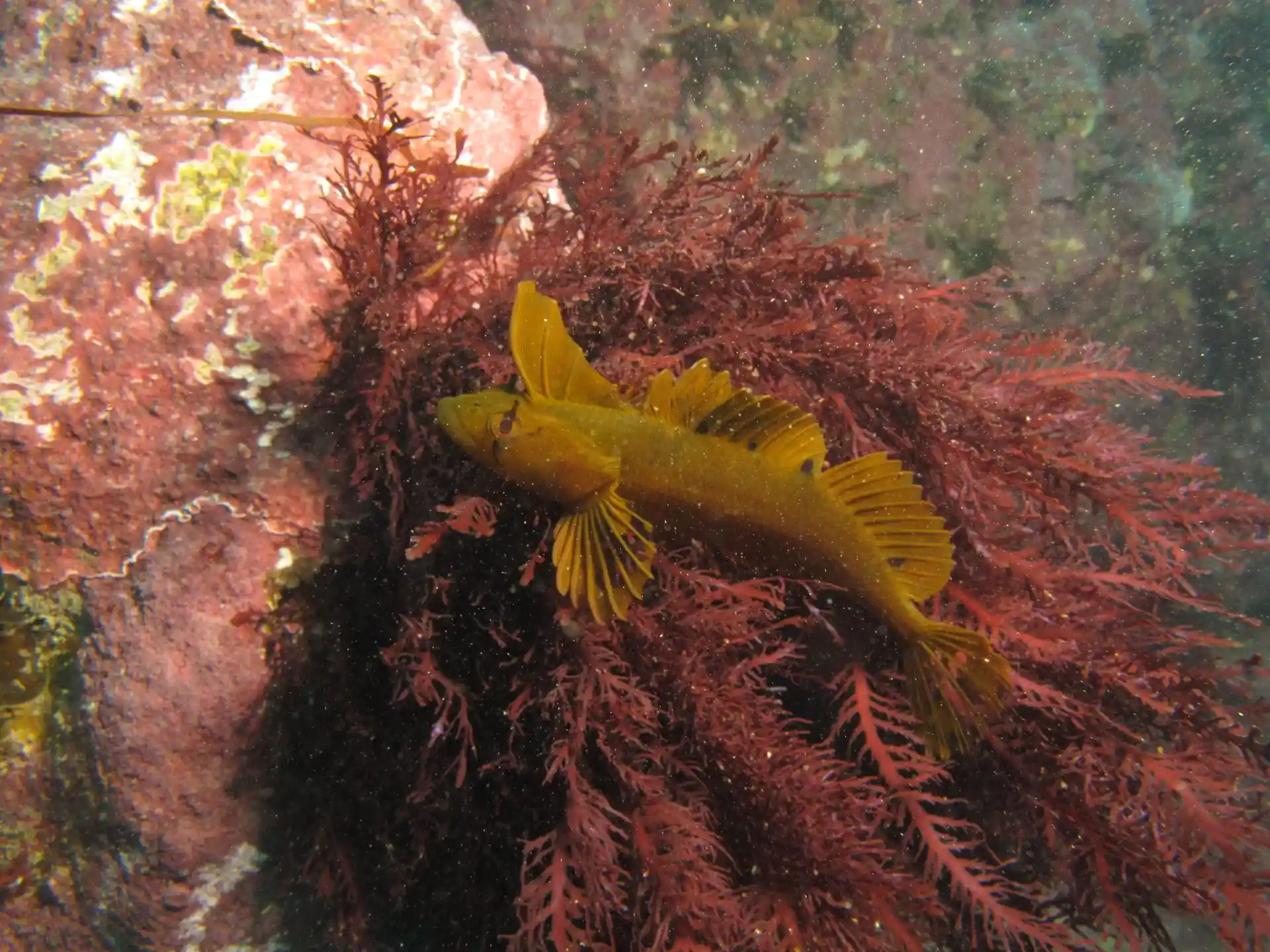Dive site photo