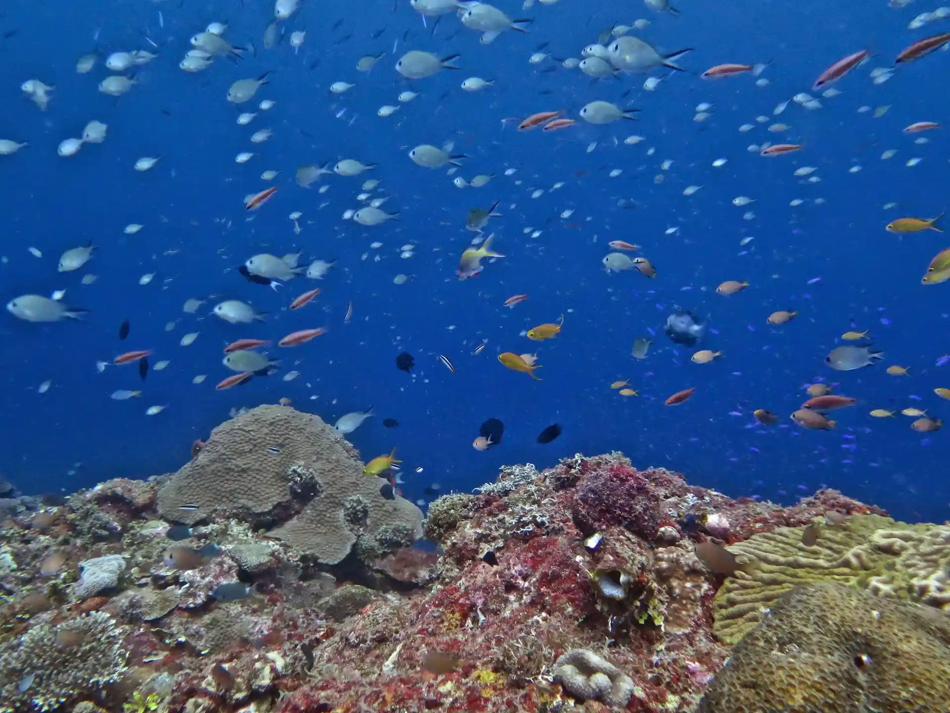 Dive site photo