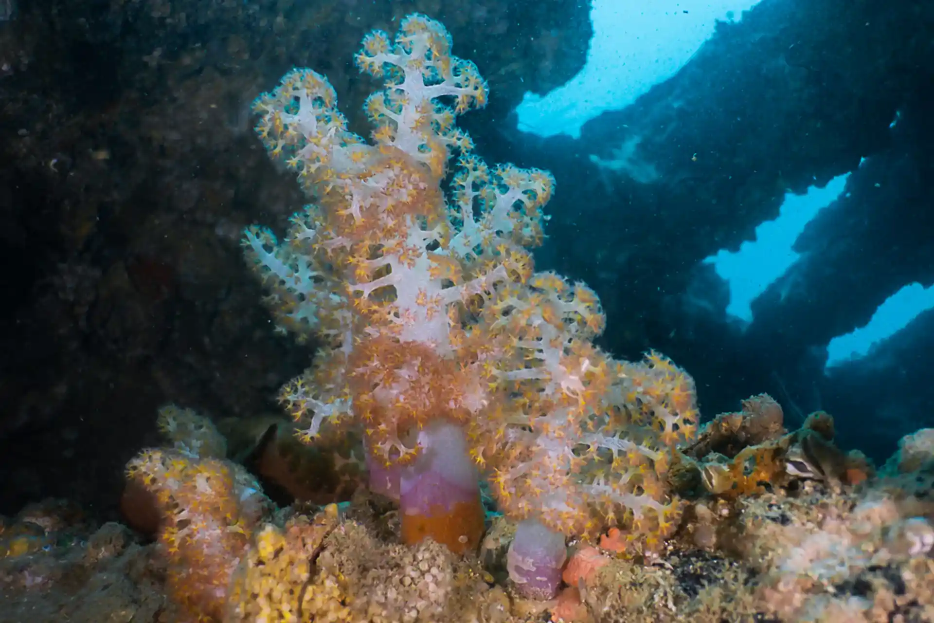 Wreck dives