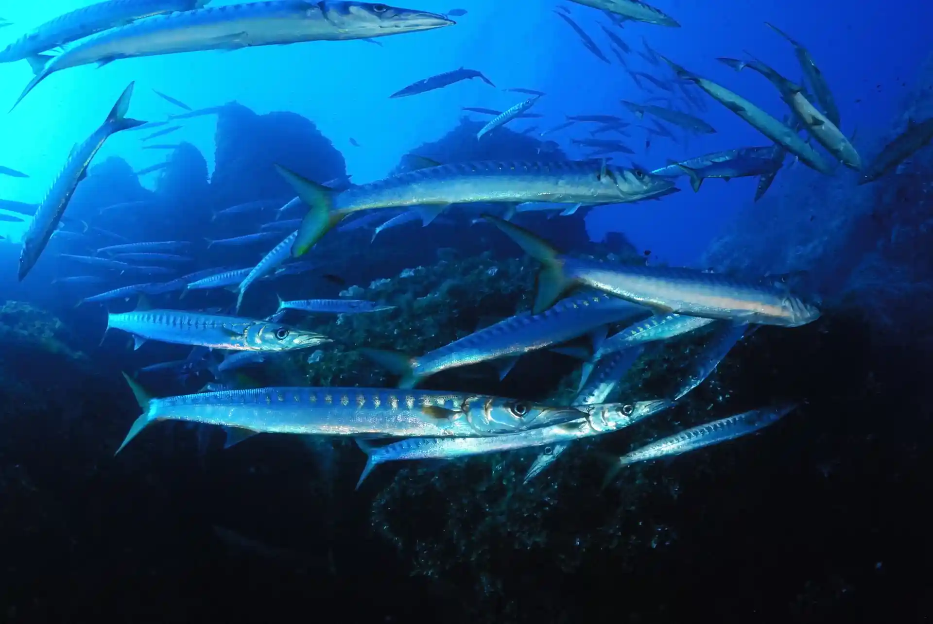 barracuda tornado in pianosa.