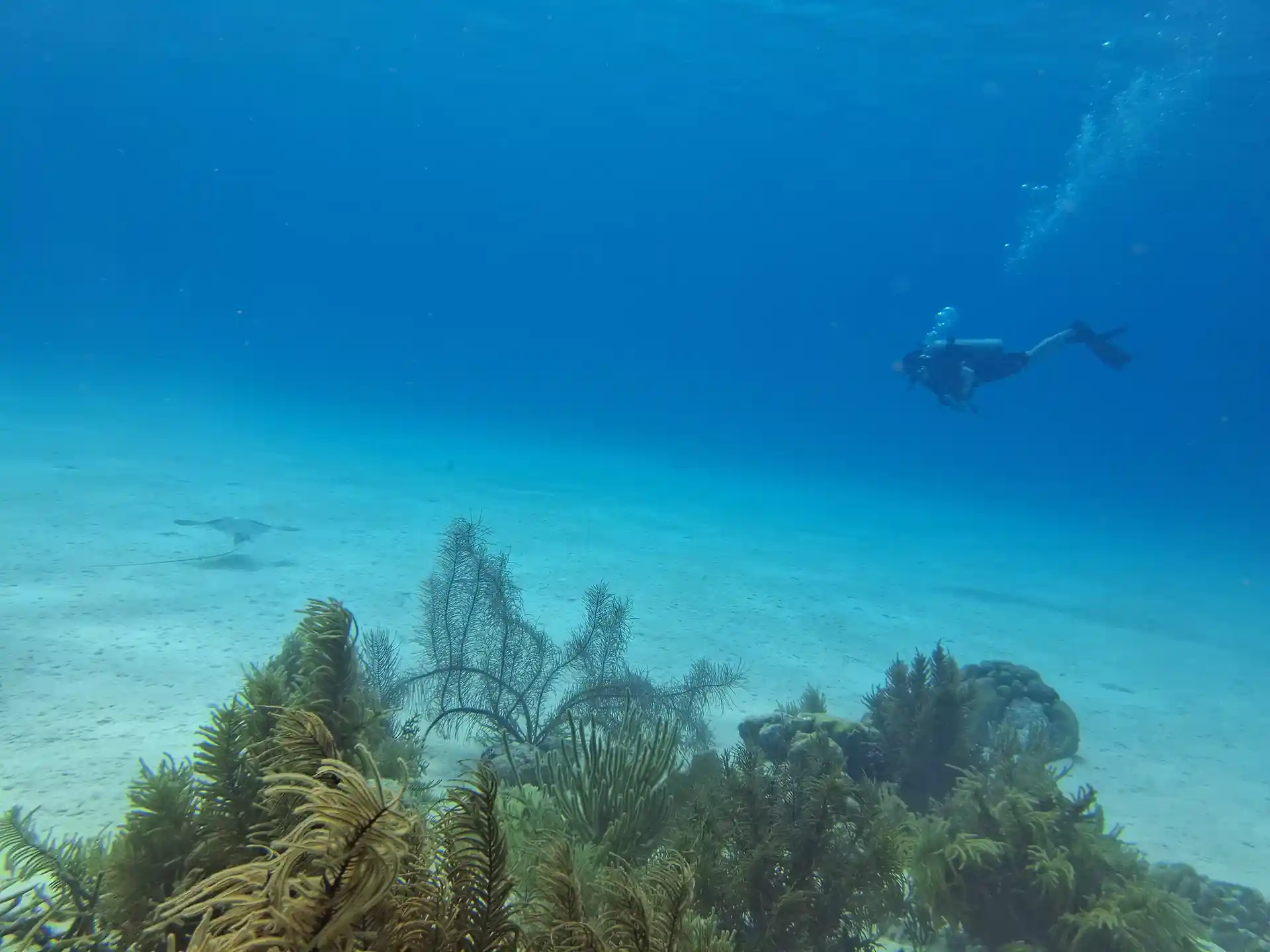 Refresh your dive skills on Bonaire with PADI ReActivate. Scuba Elite offers personal guidance in small groups of max 4 divers.