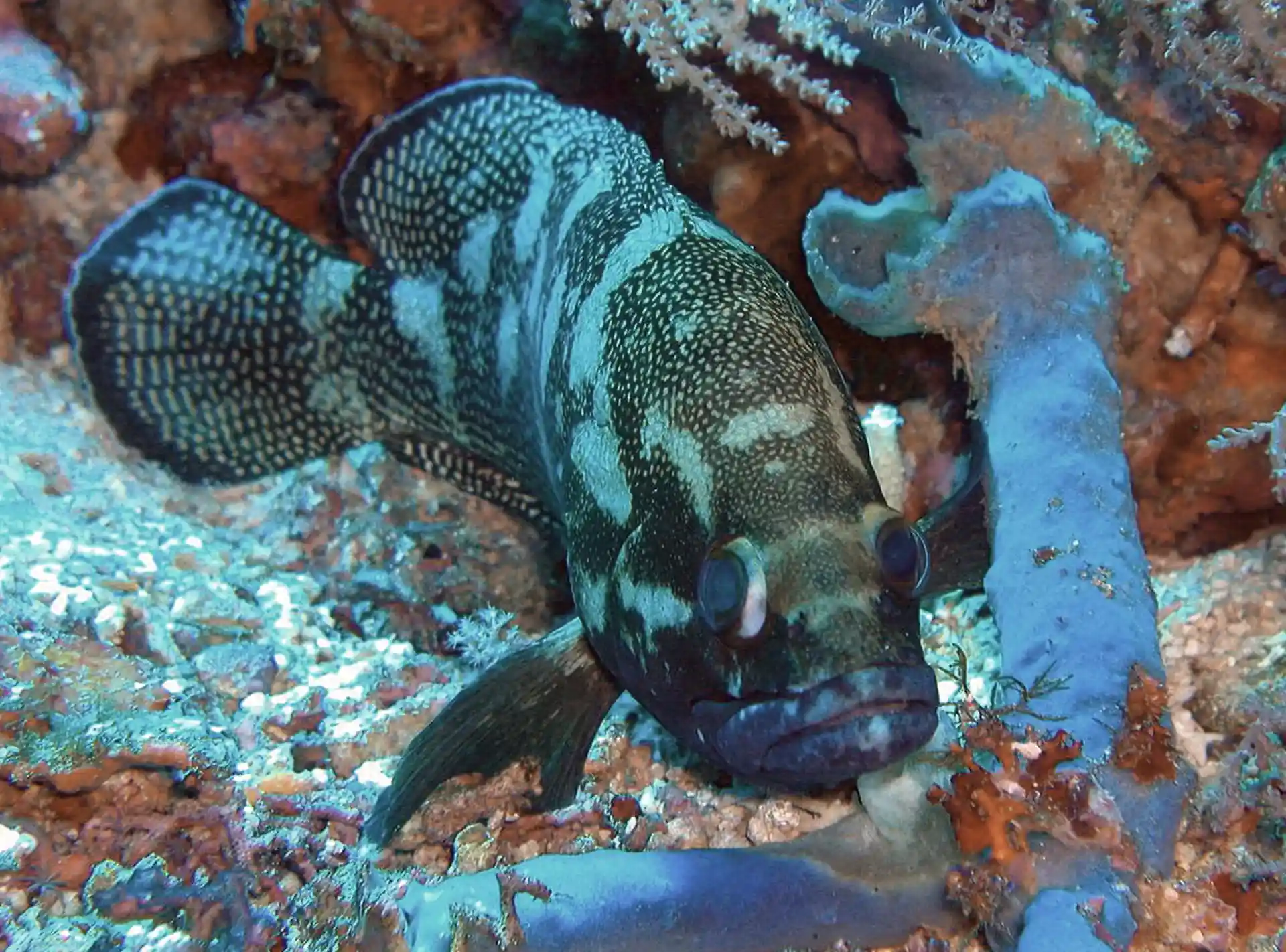 Dive site photo