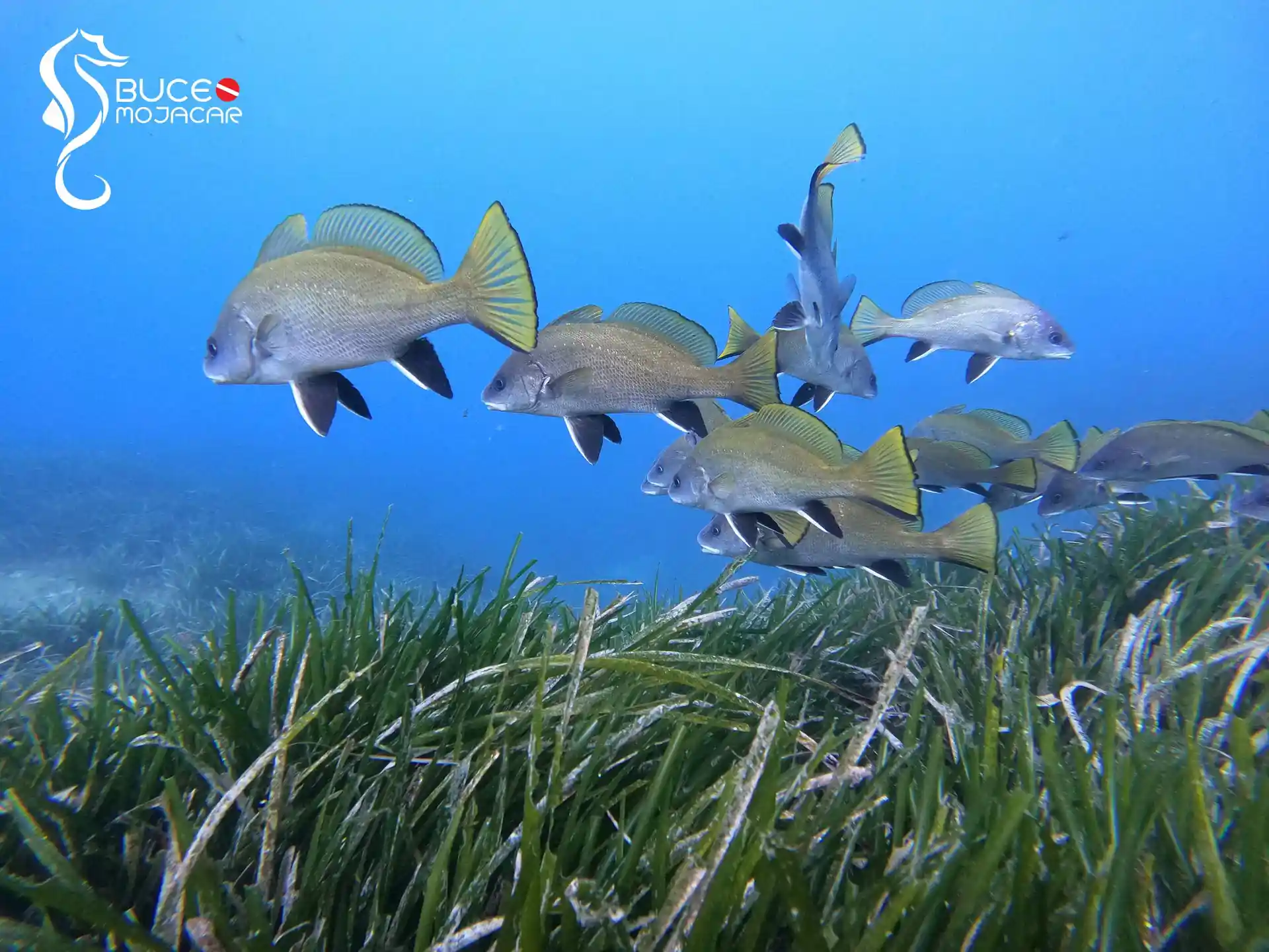 Dive site photo