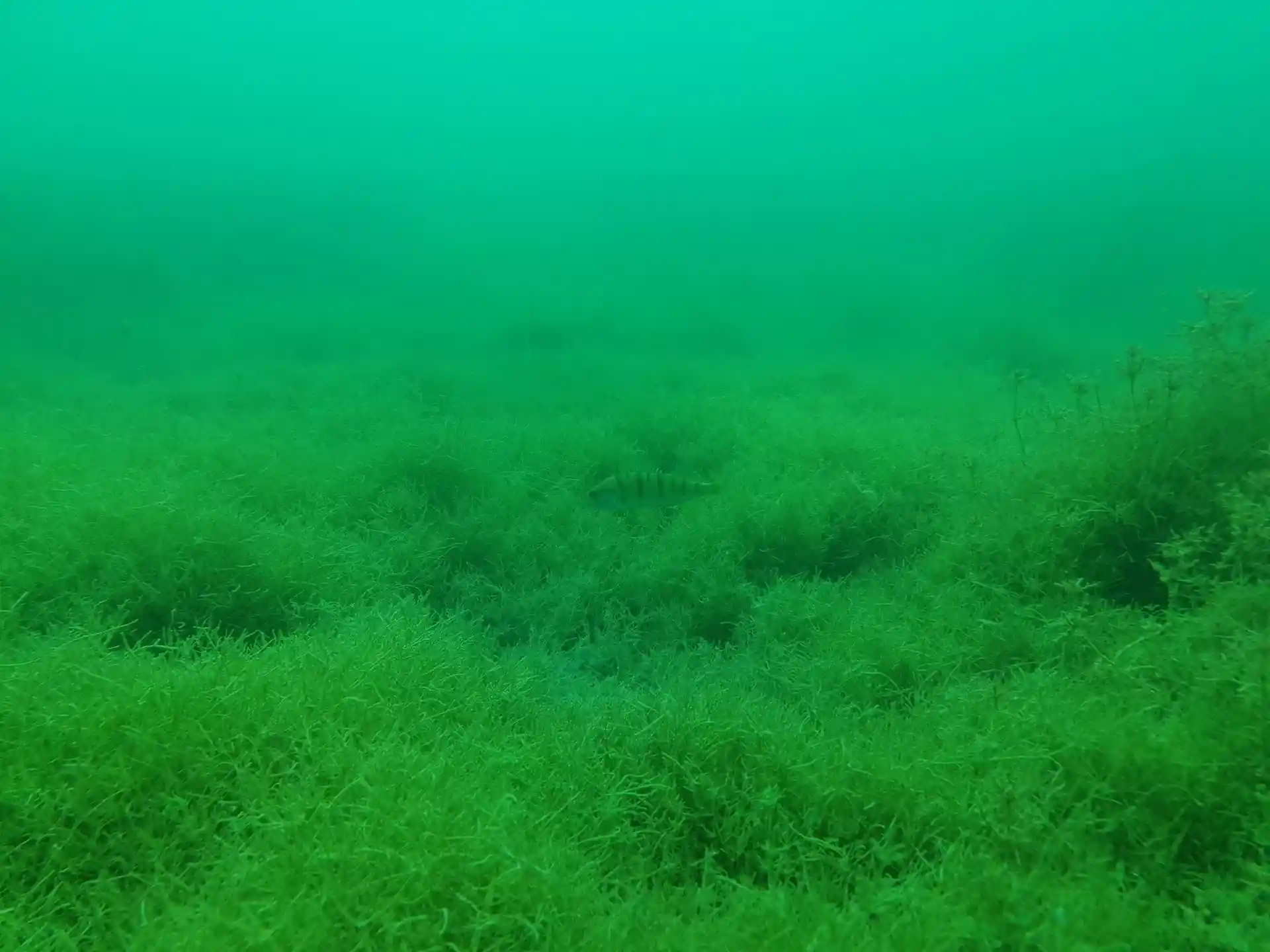 Dive site photo