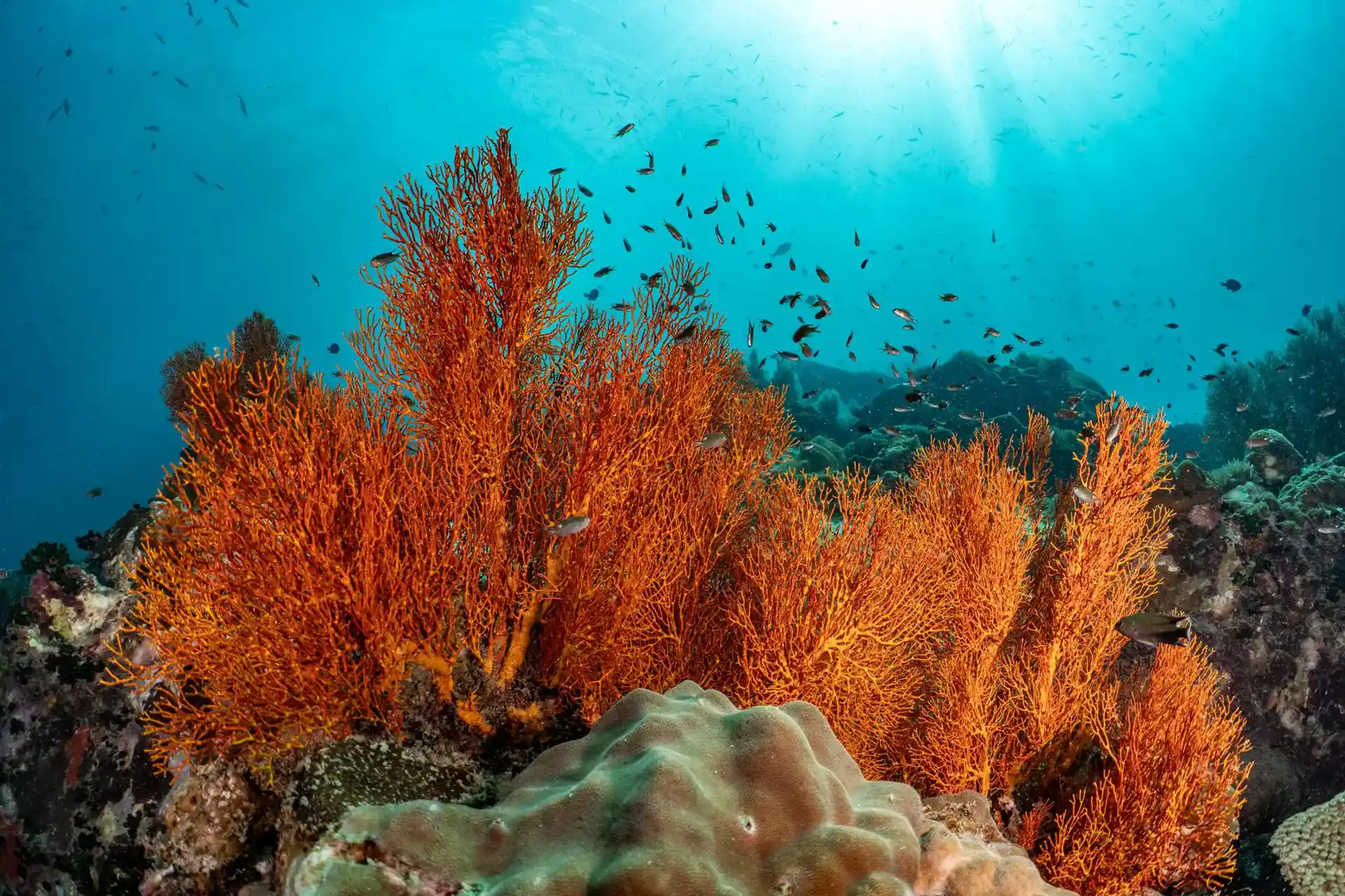 Dive site photo