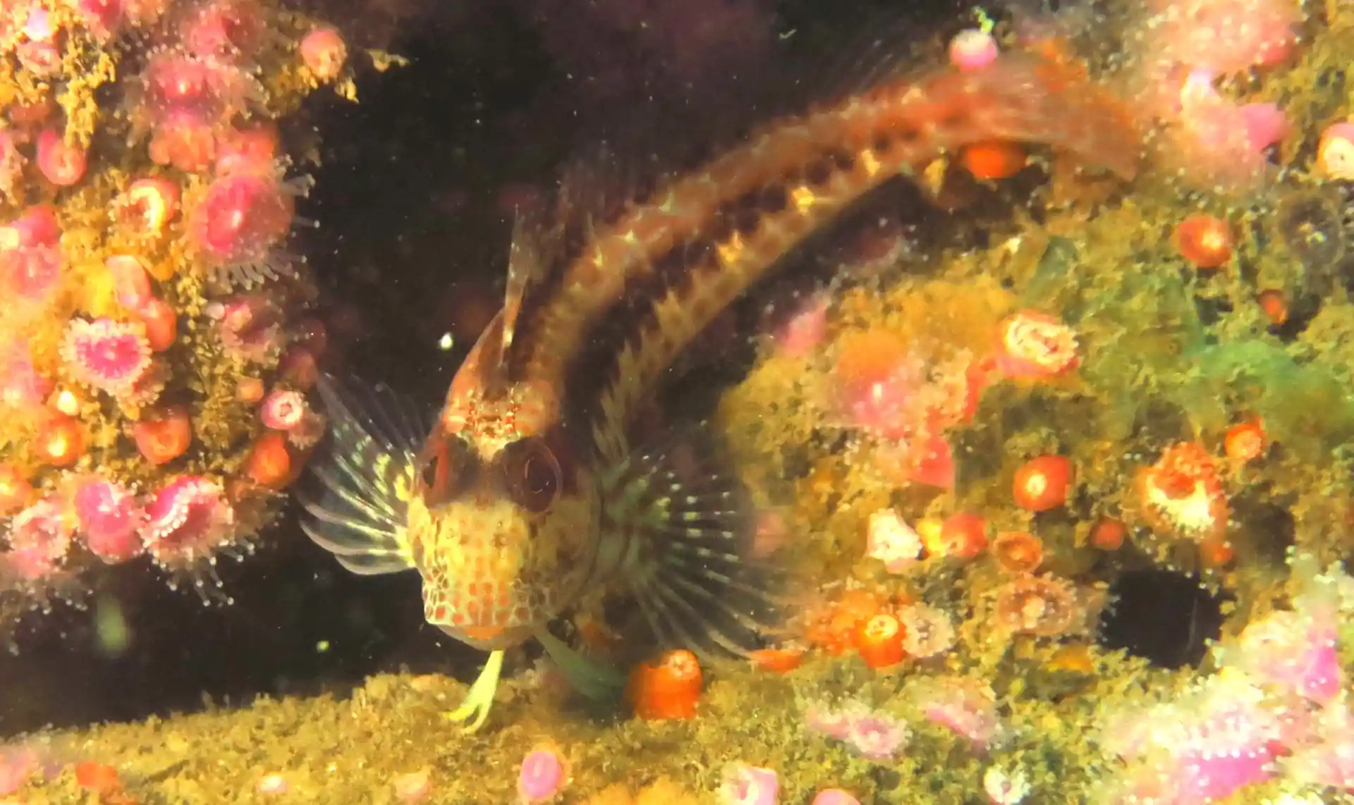 Dive site photo