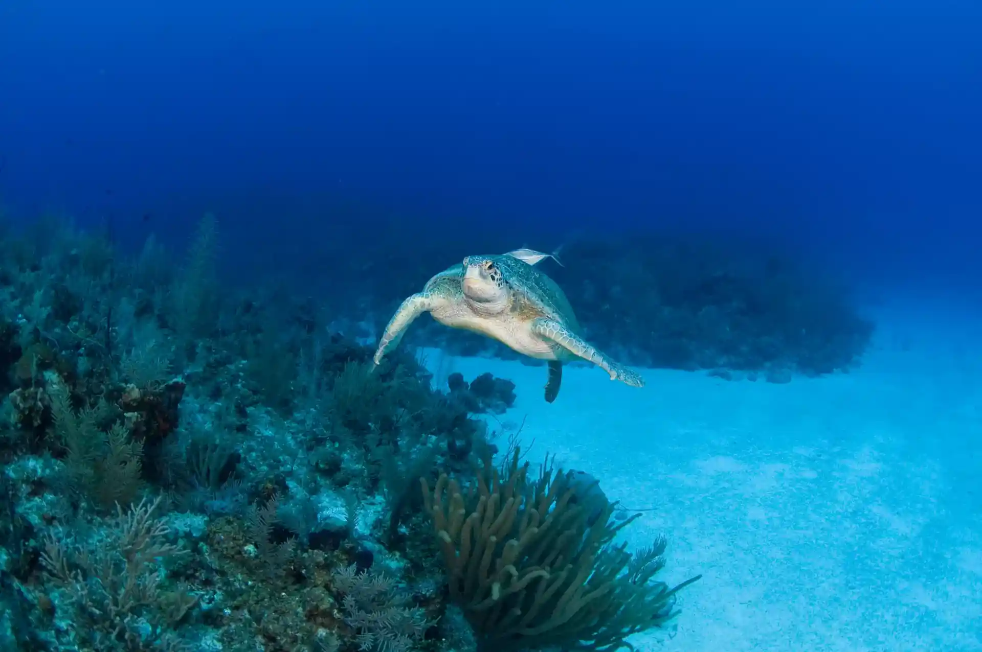 Dive site photo