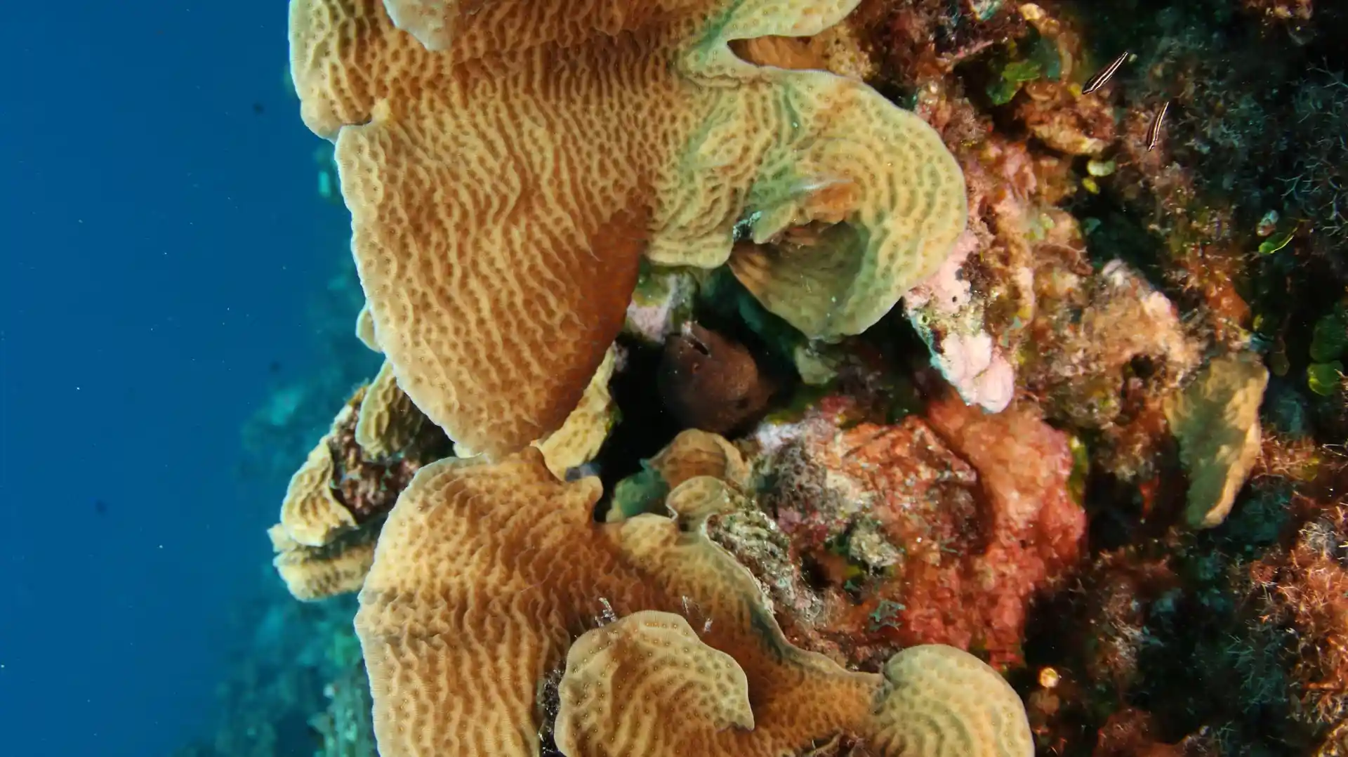 Dive site photo