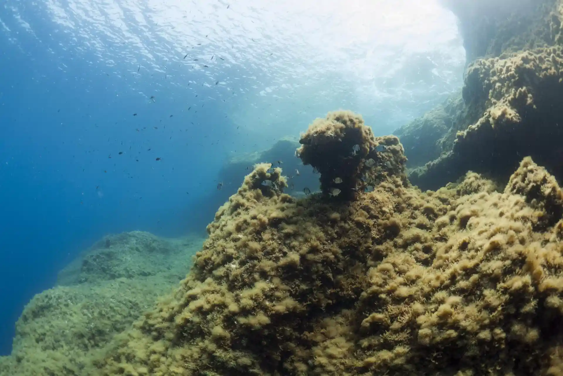 Beautiful reef around Cirkewwa