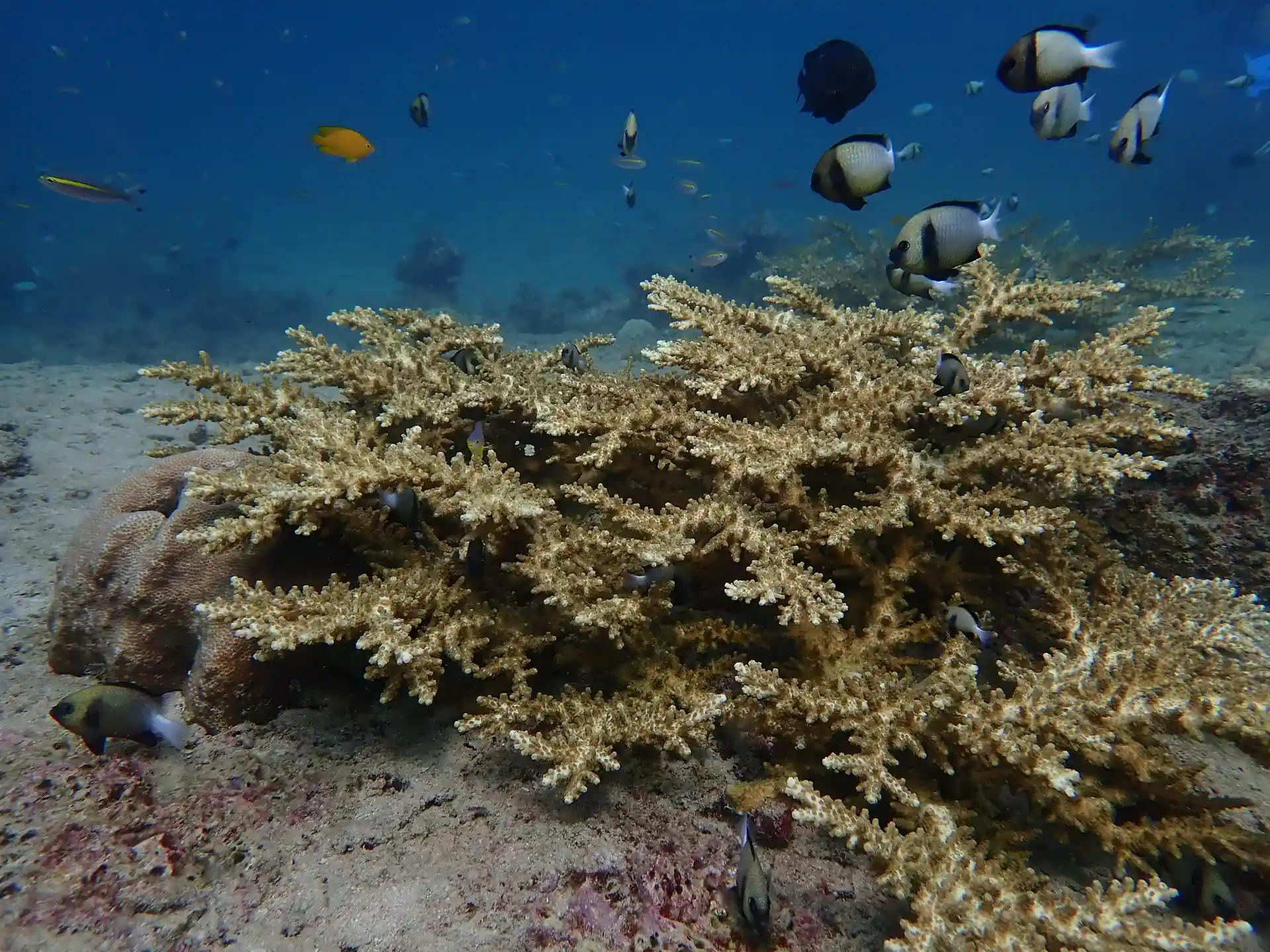 Reef at Slope