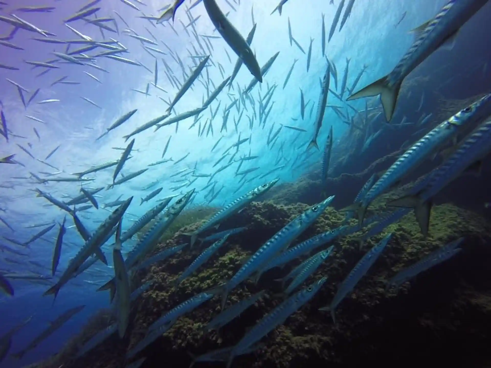 Dive site photo