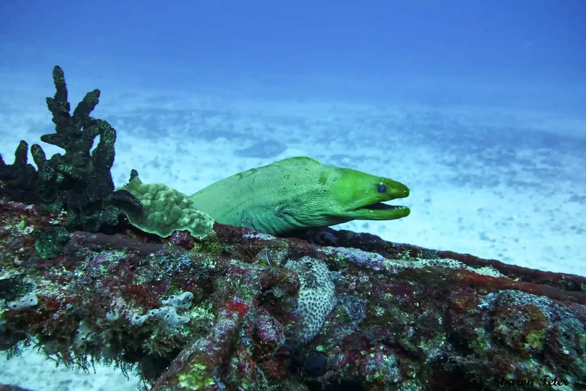Dive site photo