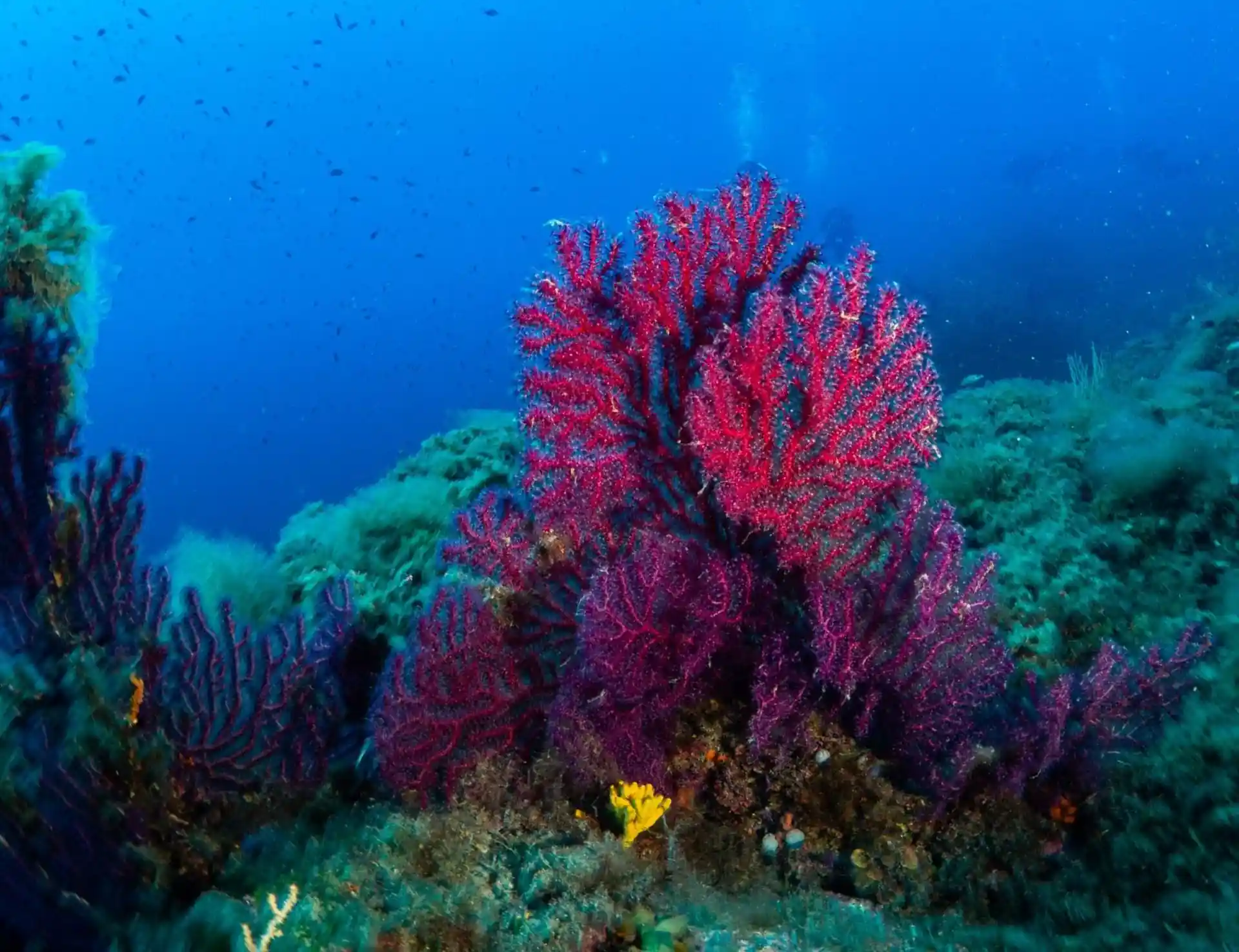 Dive site photo